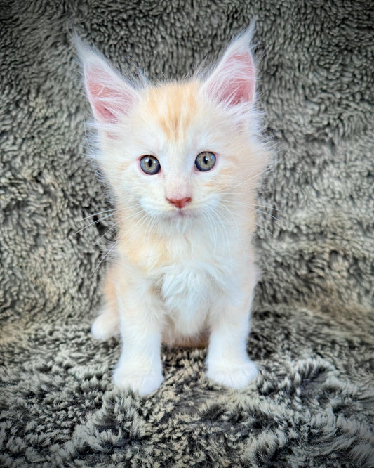 APRICOT - Red Silver - MALE
