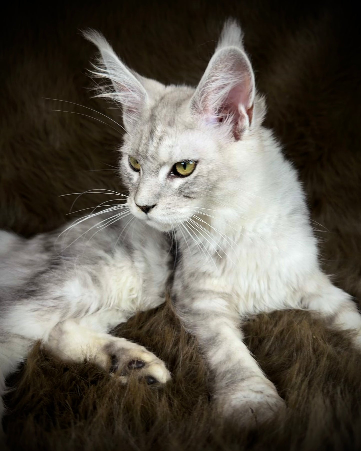 Sibyl   -  FEMALE  - Silver tabby Maine Coon