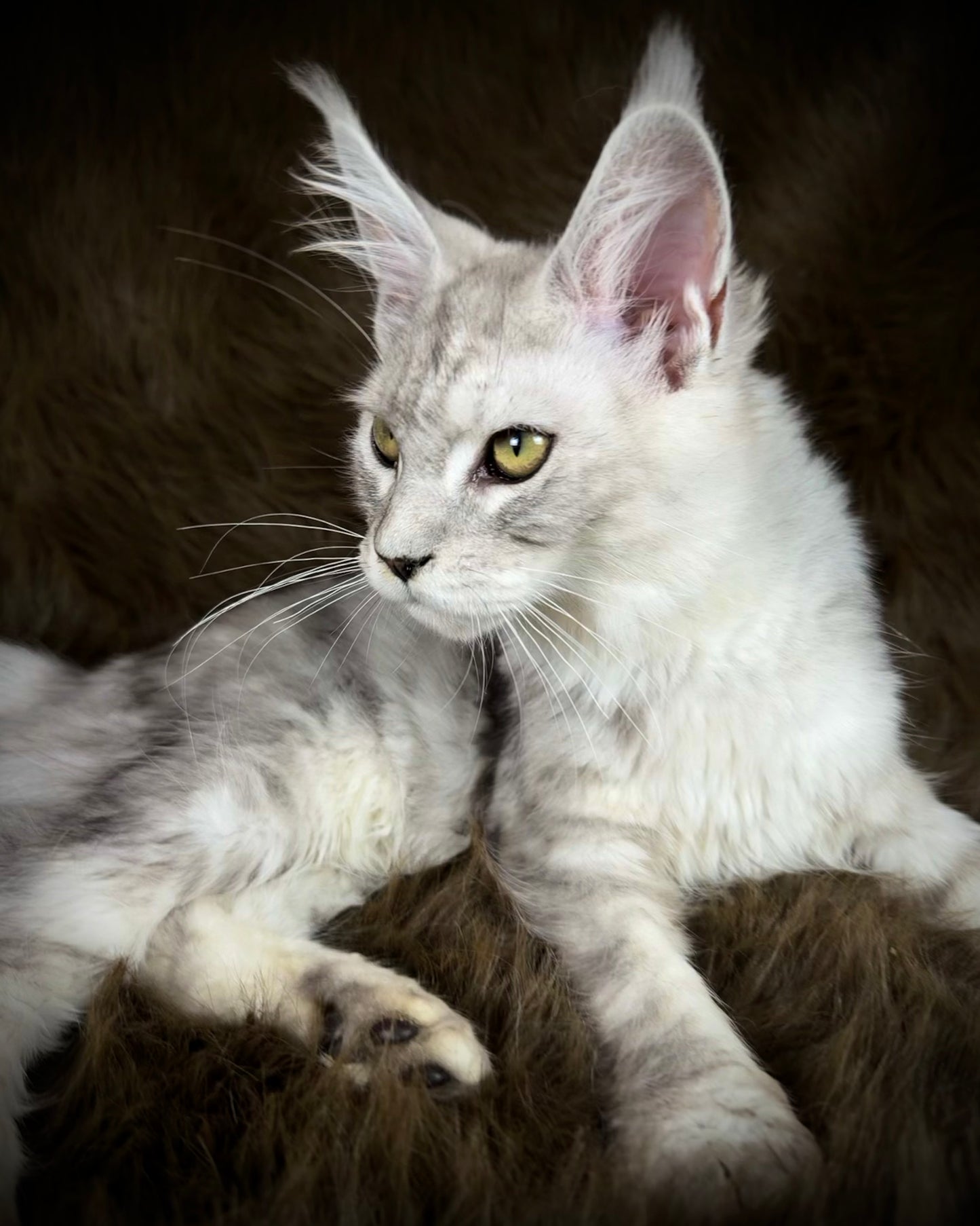 Sibyl   -  FEMALE  - Silver tabby Maine Coon
