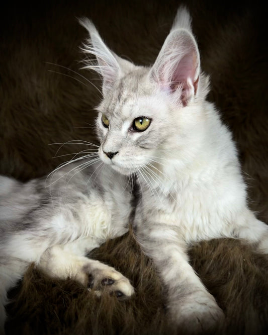Sibyl   -  FEMALE  - Silver tabby Maine Coon