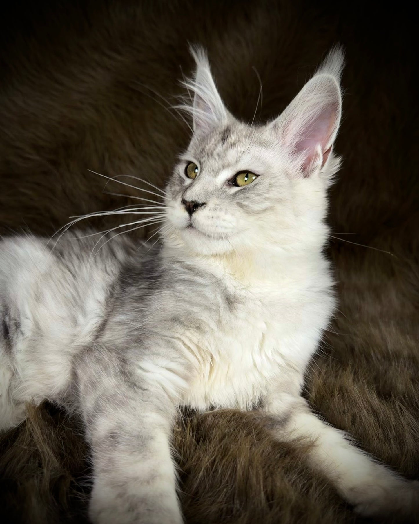 Sibyl   -  FEMALE  - Silver tabby Maine Coon