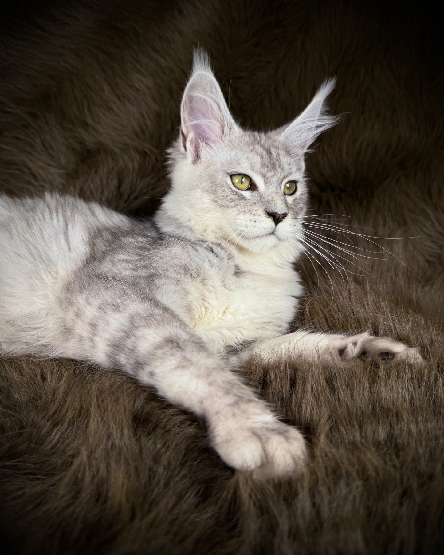 Sibyl   -  FEMALE  - Silver tabby Maine Coon