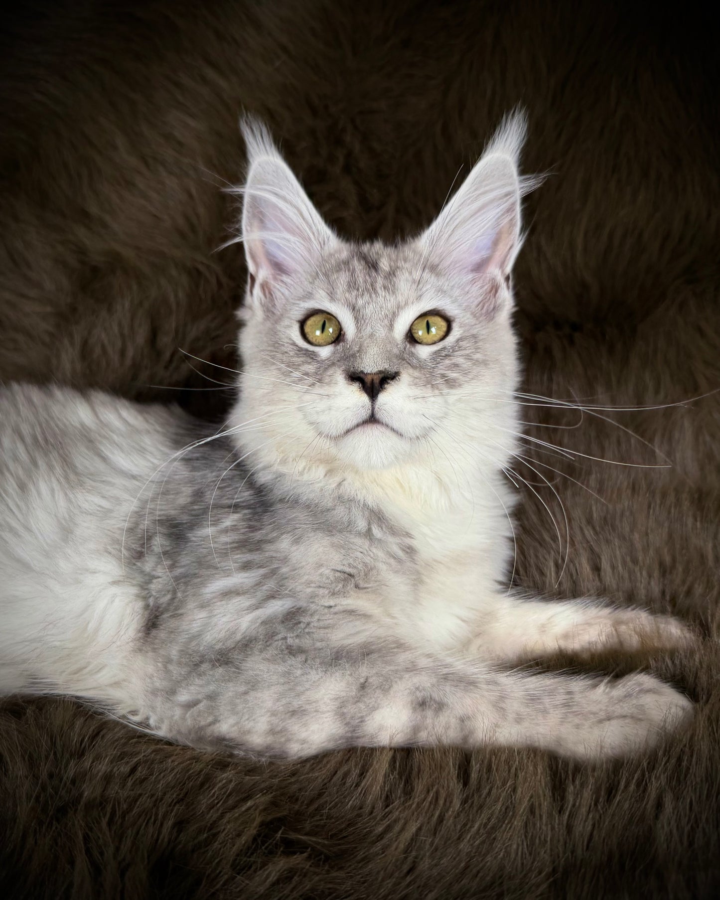 Sibyl   -  FEMALE  - Silver tabby Maine Coon