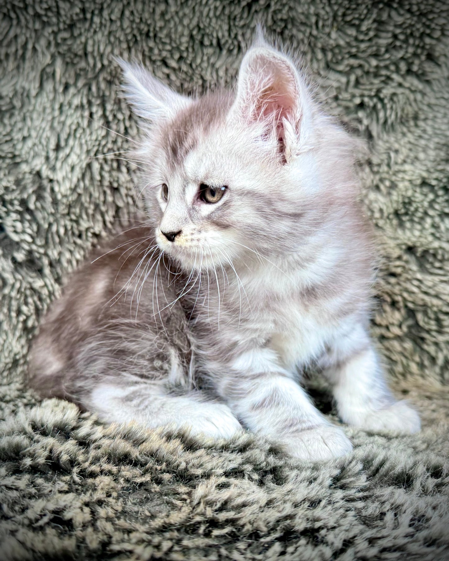 SMOKEY - blue silver  - MALE