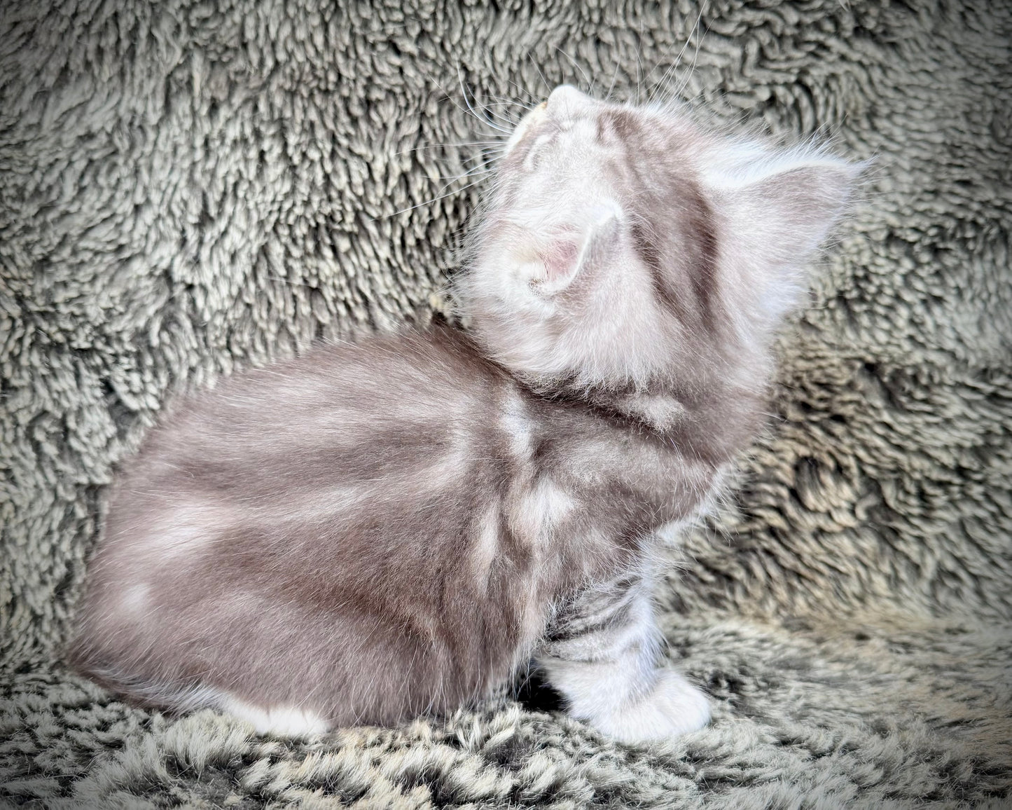 SMOKEY - blue silver  - MALE