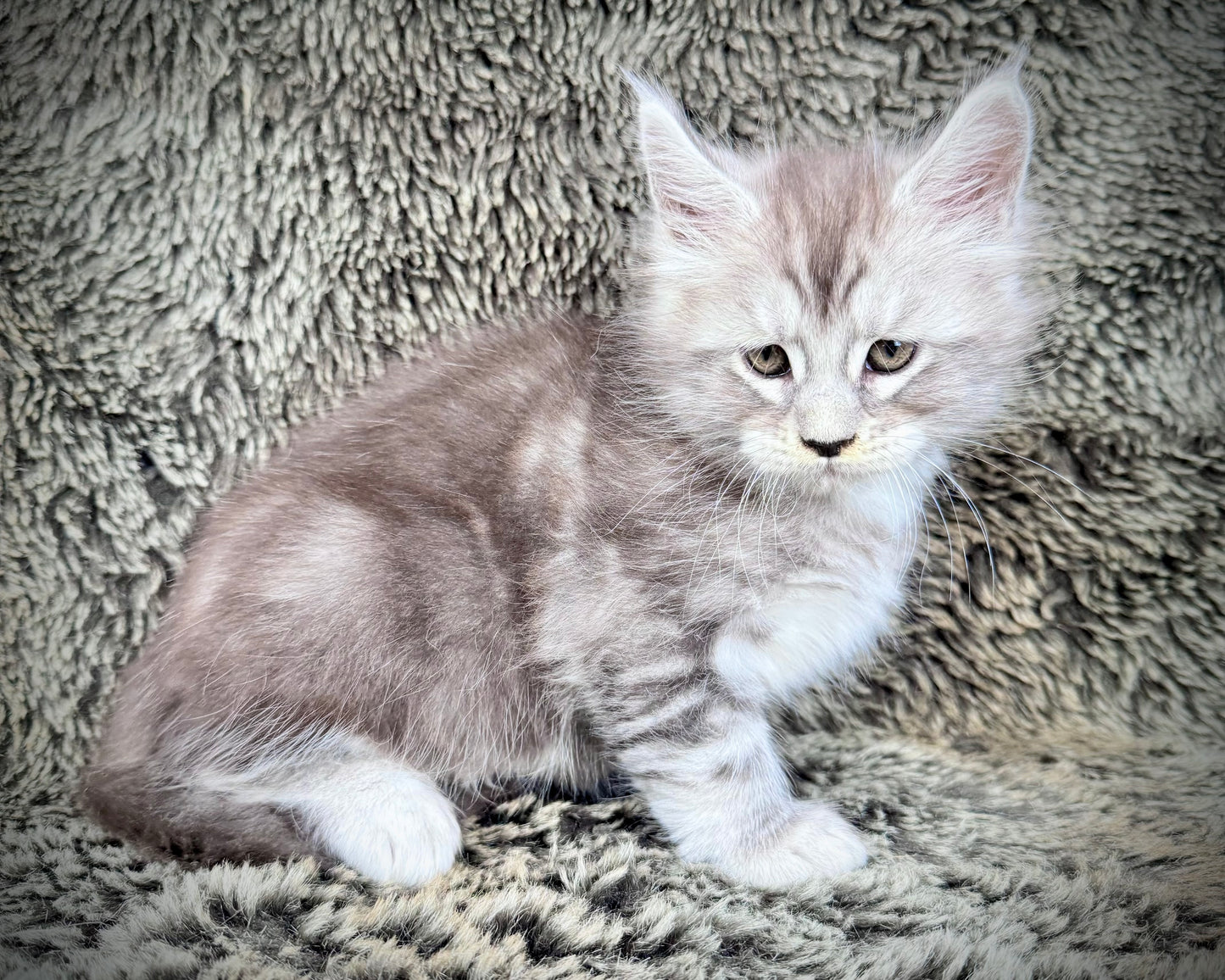 SMOKEY - blue silver  - MALE