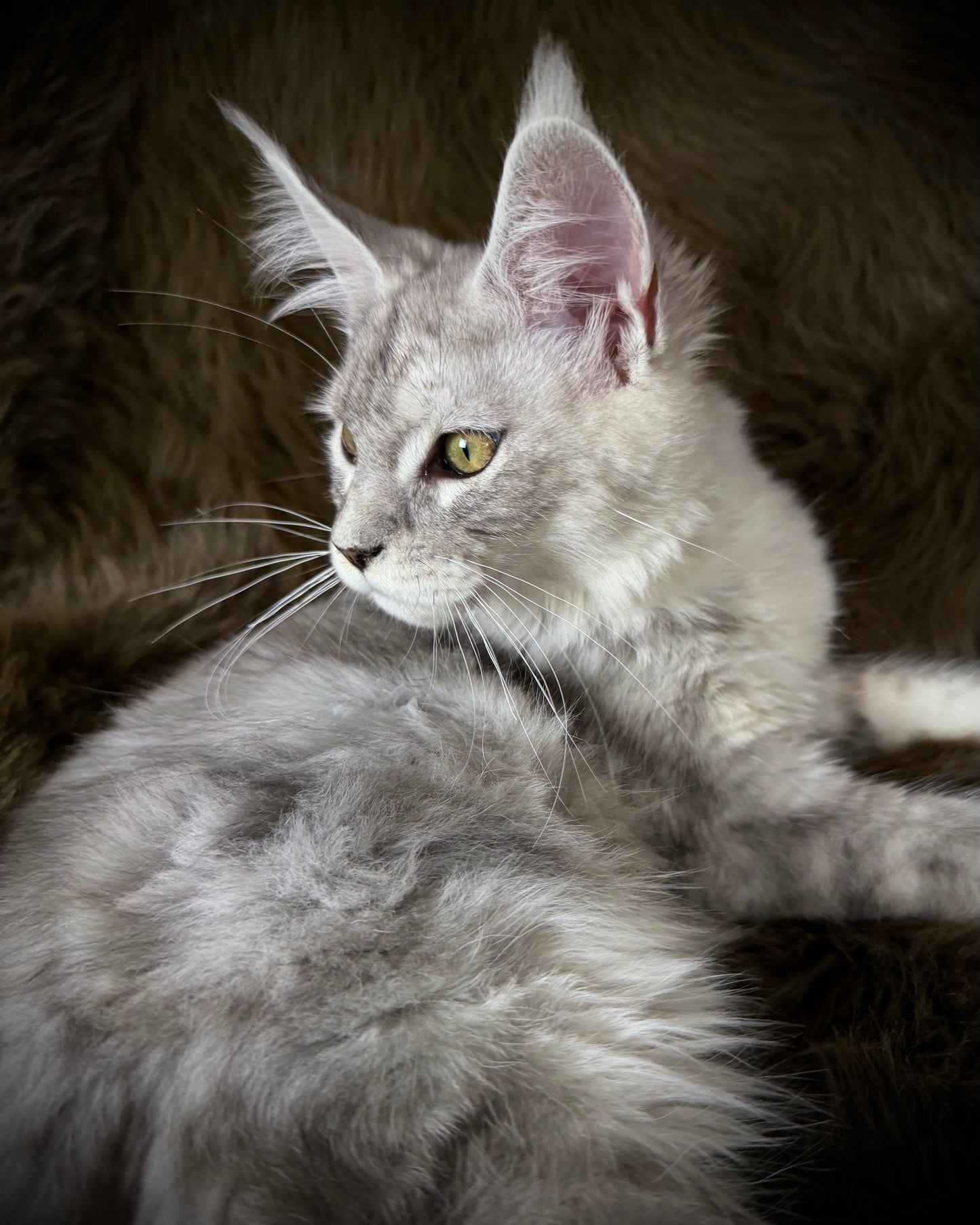 Sibyl   -  FEMALE  - Silver tabby Maine Coon