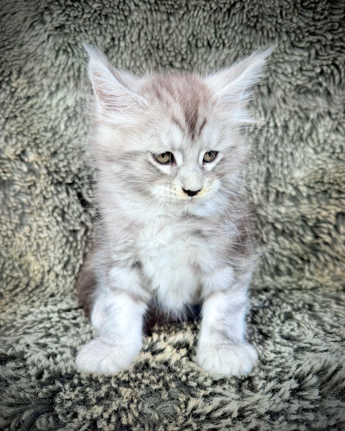 SMOKEY - blue silver  - MALE