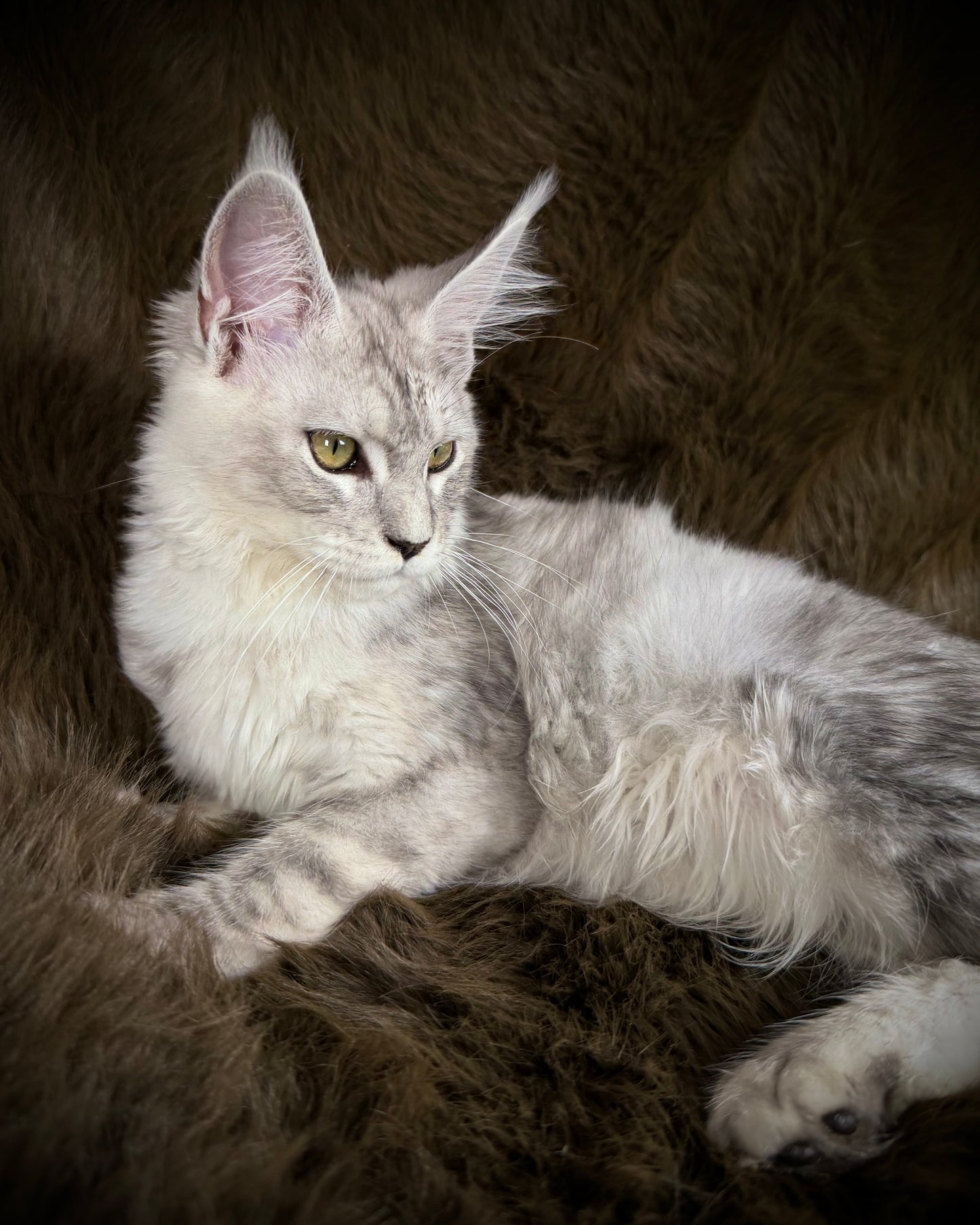 Sibyl   -  FEMALE  - Silver tabby Maine Coon
