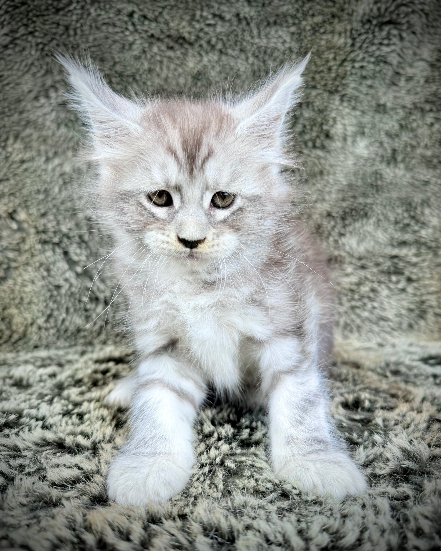 SMOKEY - blue silver  - MALE
