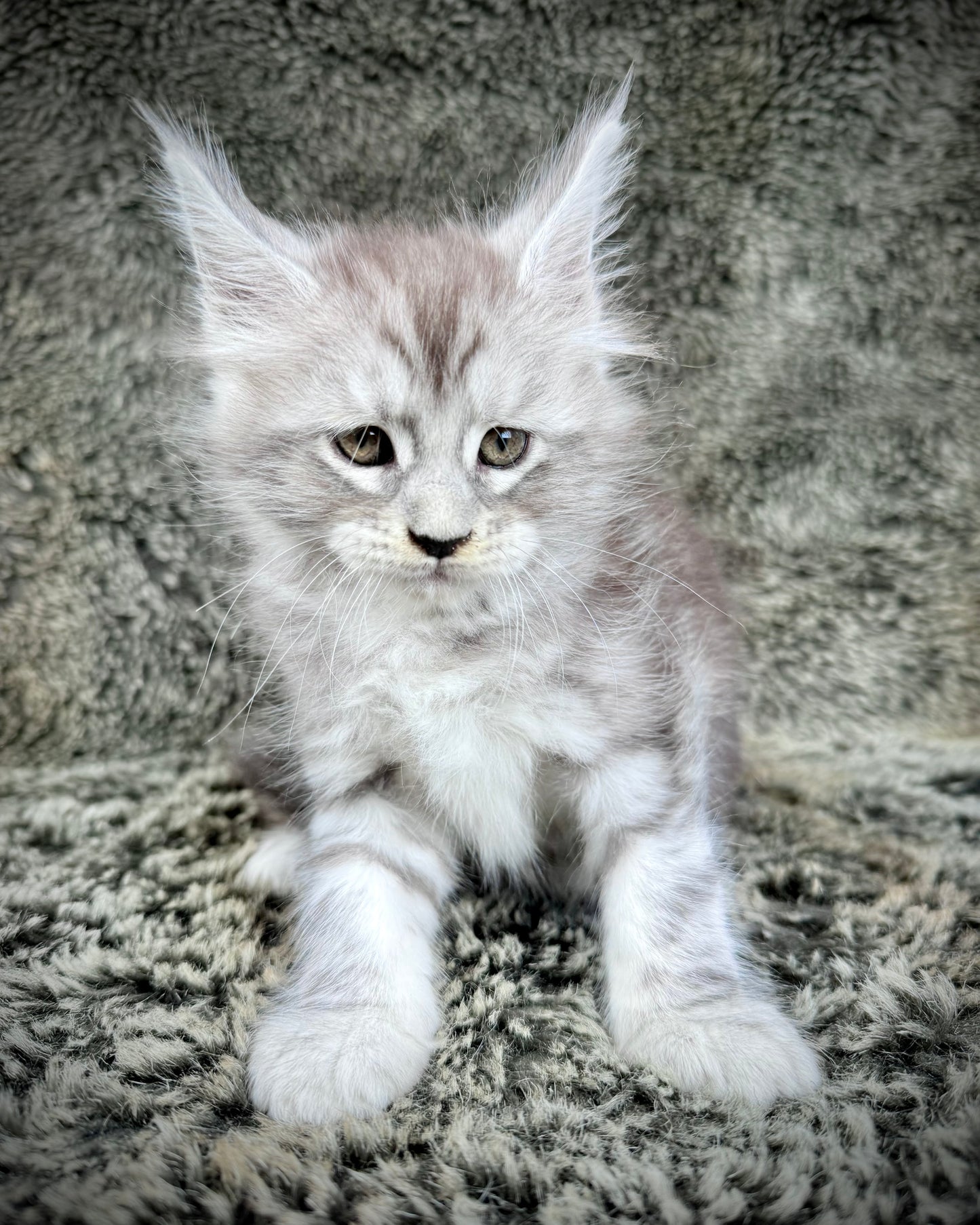 SMOKEY - blue silver  - MALE