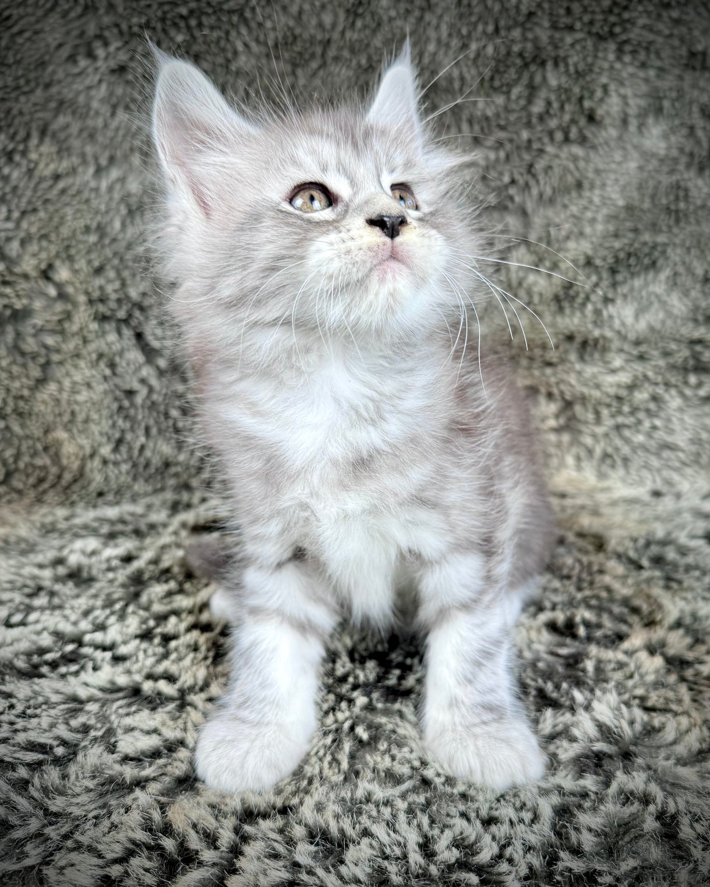 SMOKEY - blue silver  - MALE