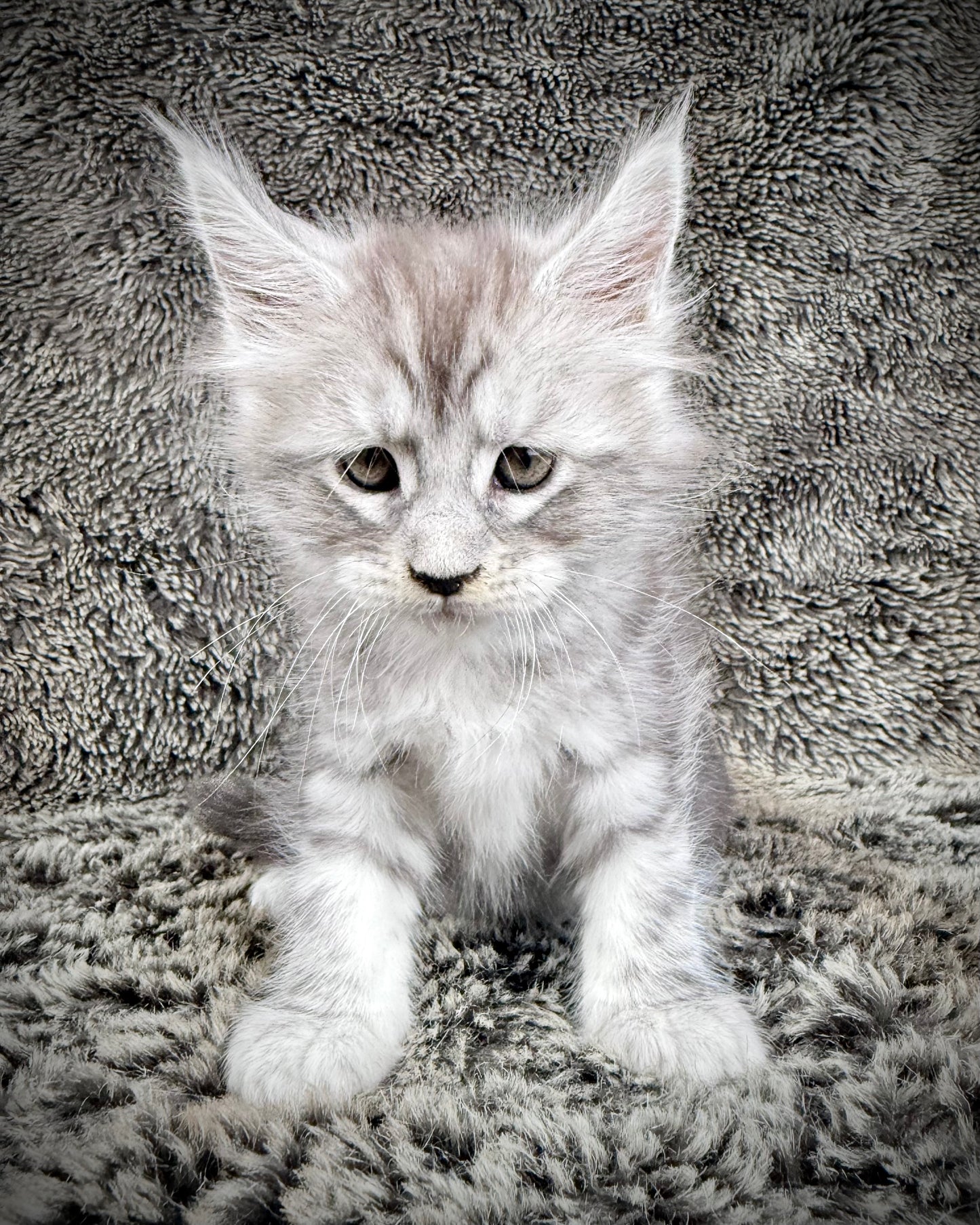 SMOKEY - blue silver  - MALE