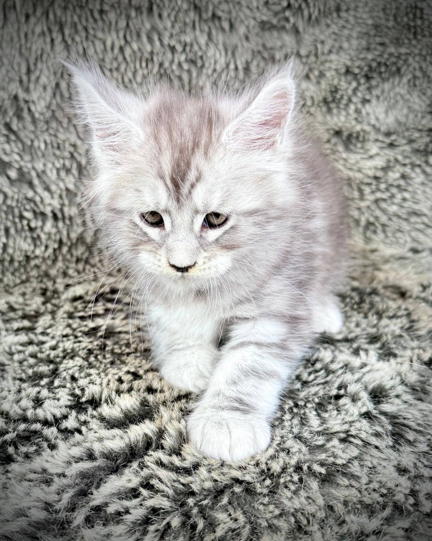 SMOKEY - blue silver  - MALE