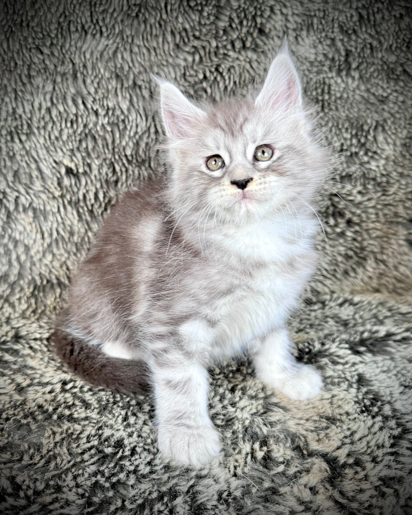 SMOKEY - blue silver  - MALE