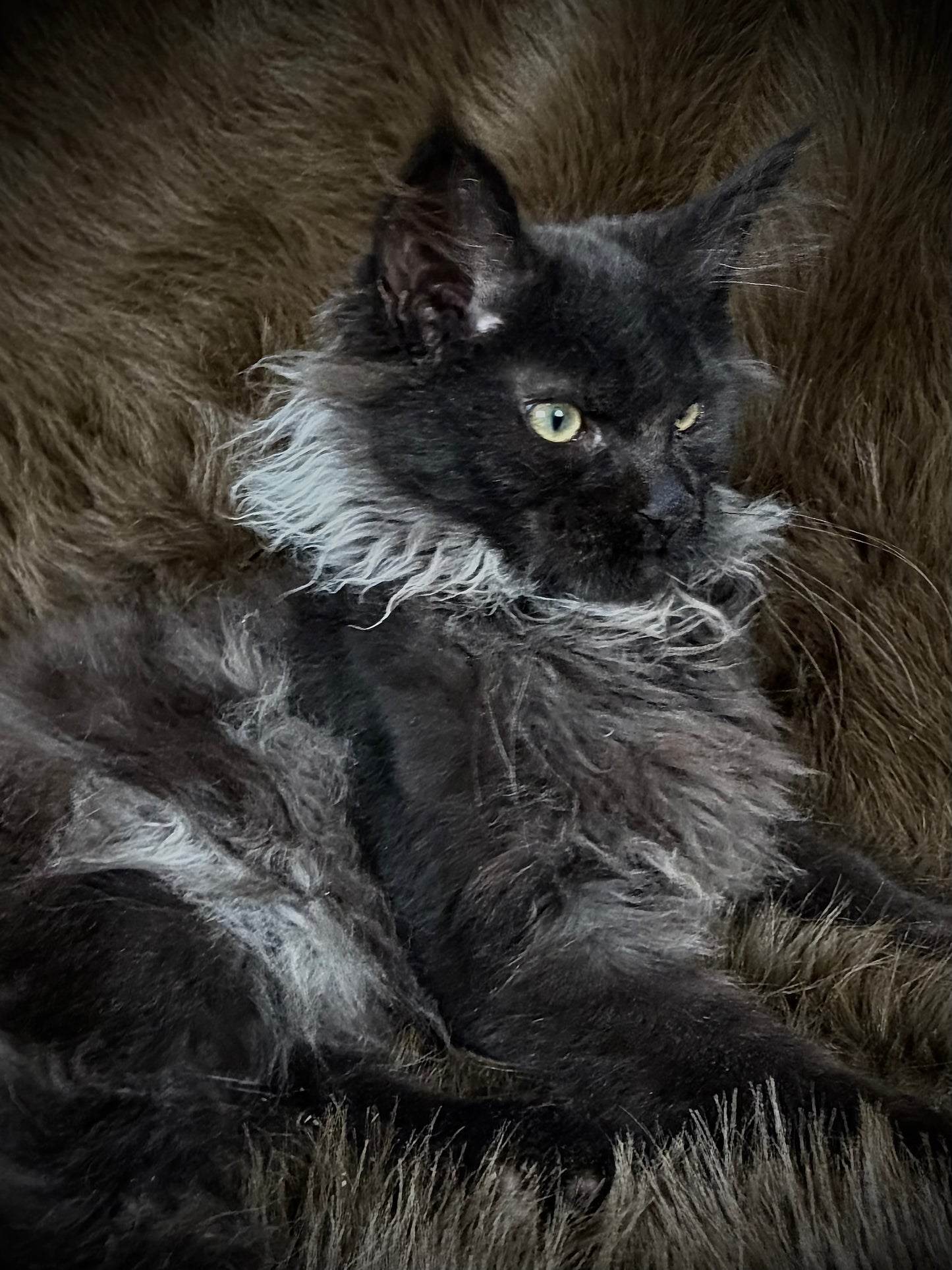Rasputin   -  MALE  - Black Smoke Maine Coon