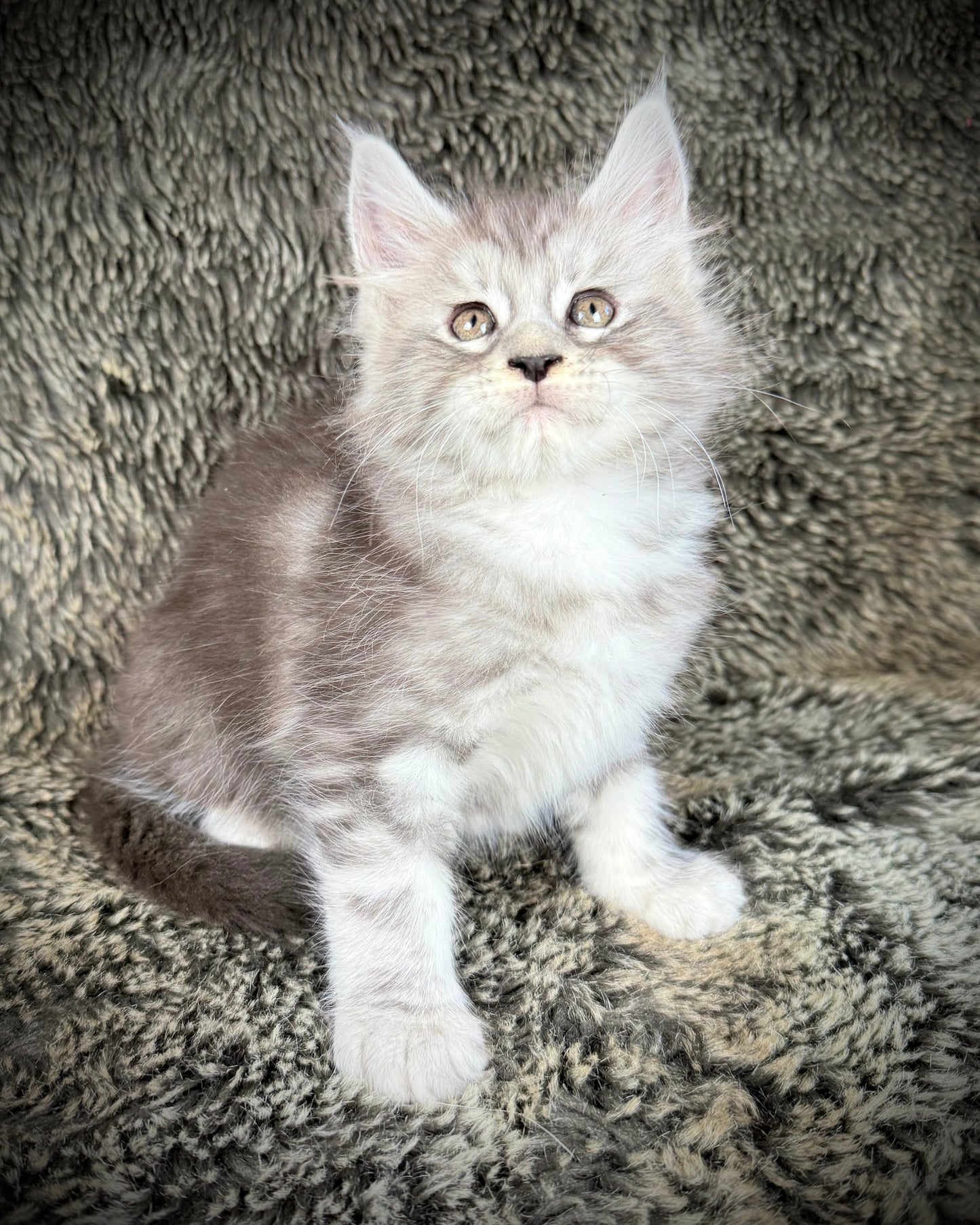 SMOKEY - blue silver  - MALE