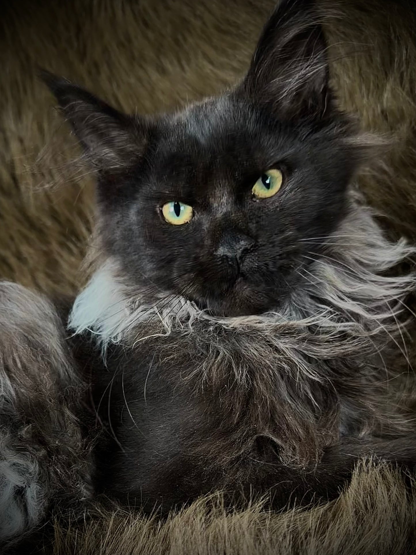 Rasputin   -  MALE  - Black Smoke Maine Coon