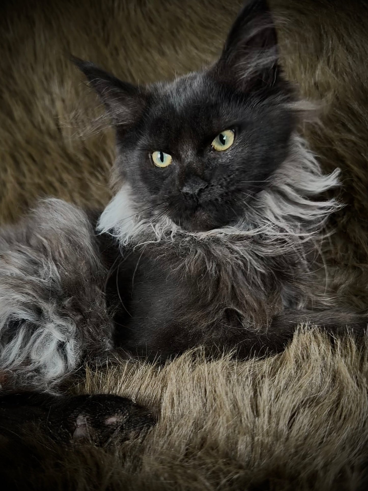 Rasputin   -  MALE  - Black Smoke Maine Coon