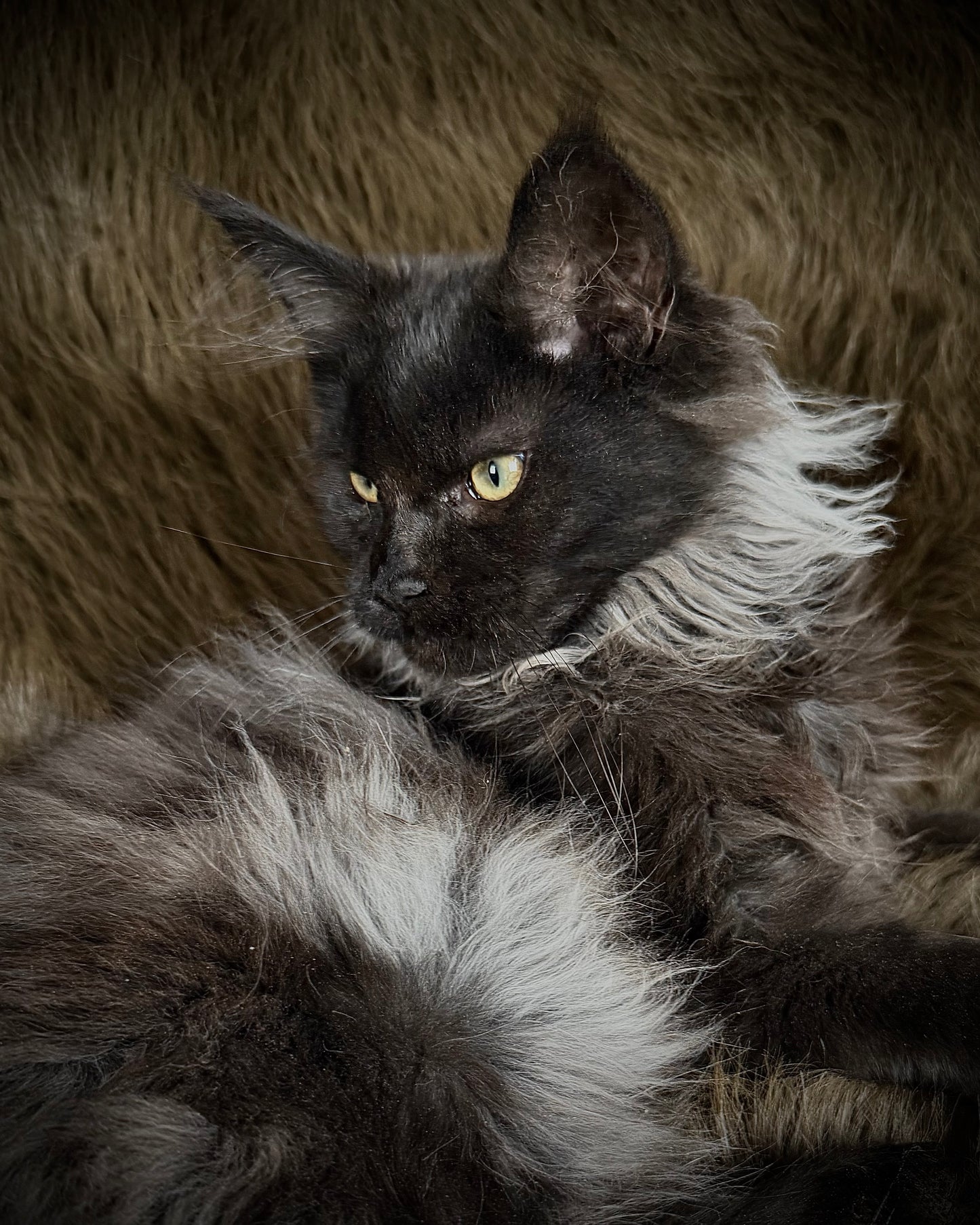 Rasputin   -  MALE  - Black Smoke Maine Coon
