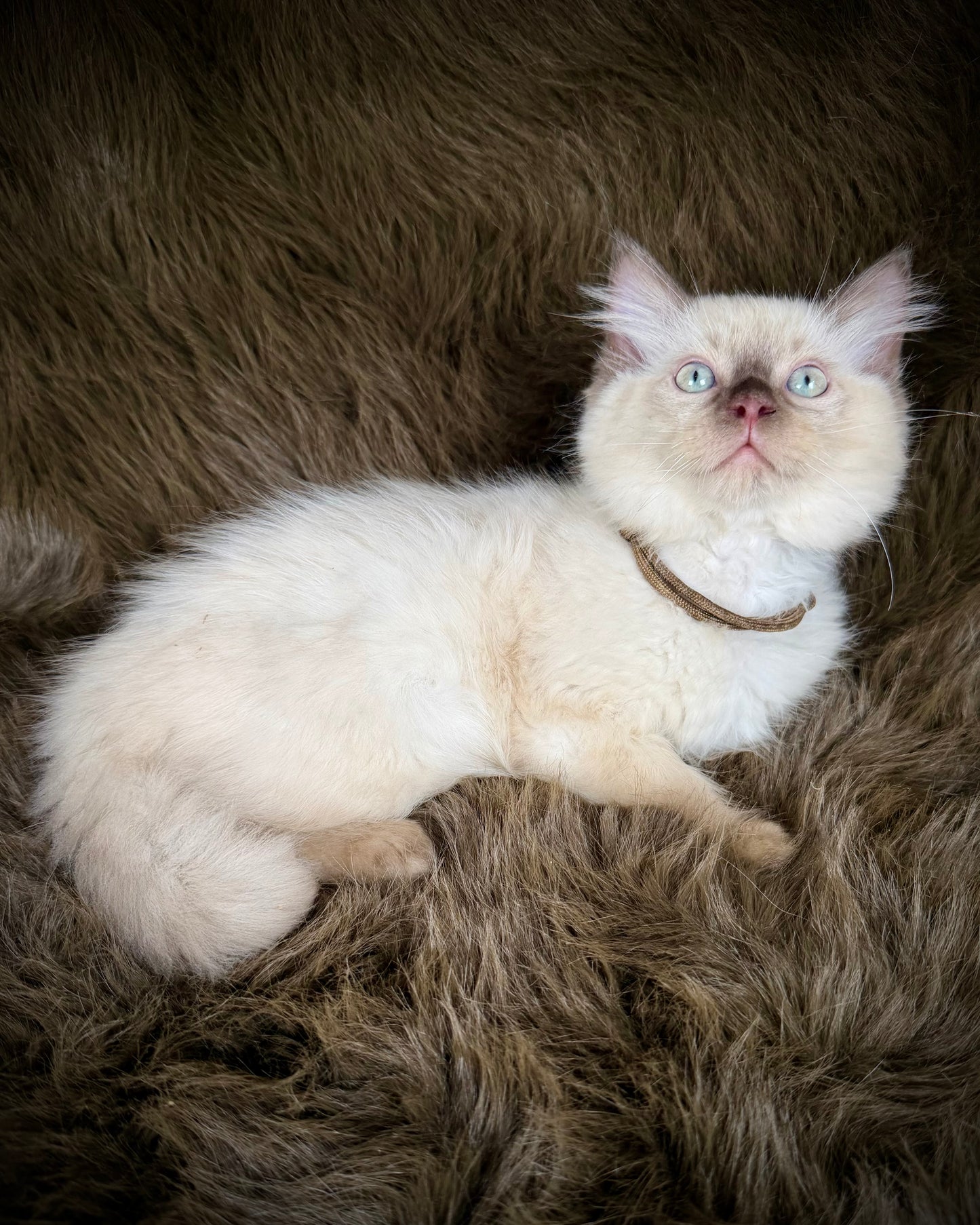 Udon - MALE  - chocolate mink
