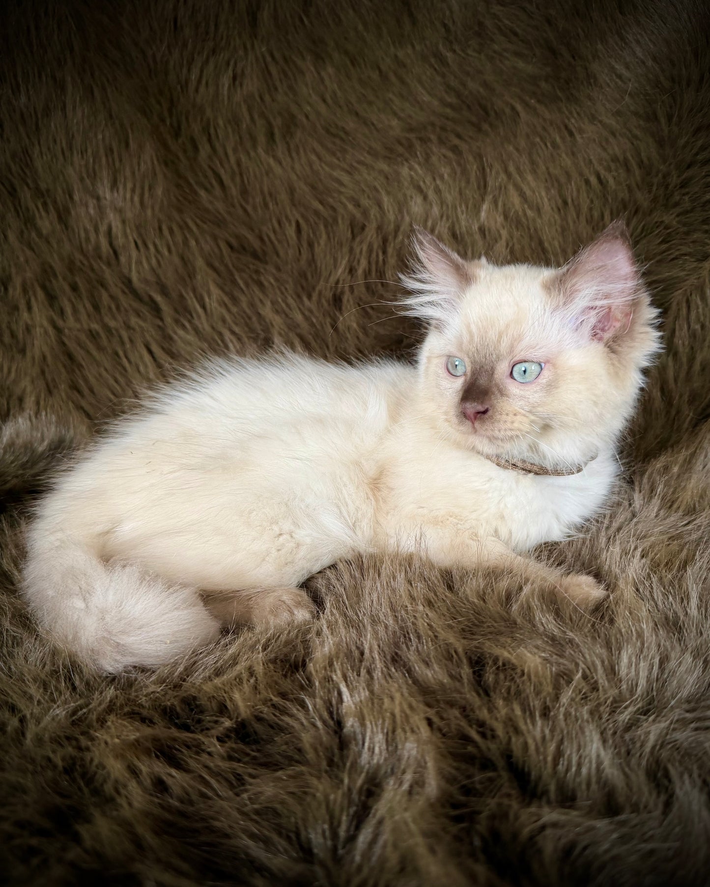 Udon - MALE  - chocolate mink