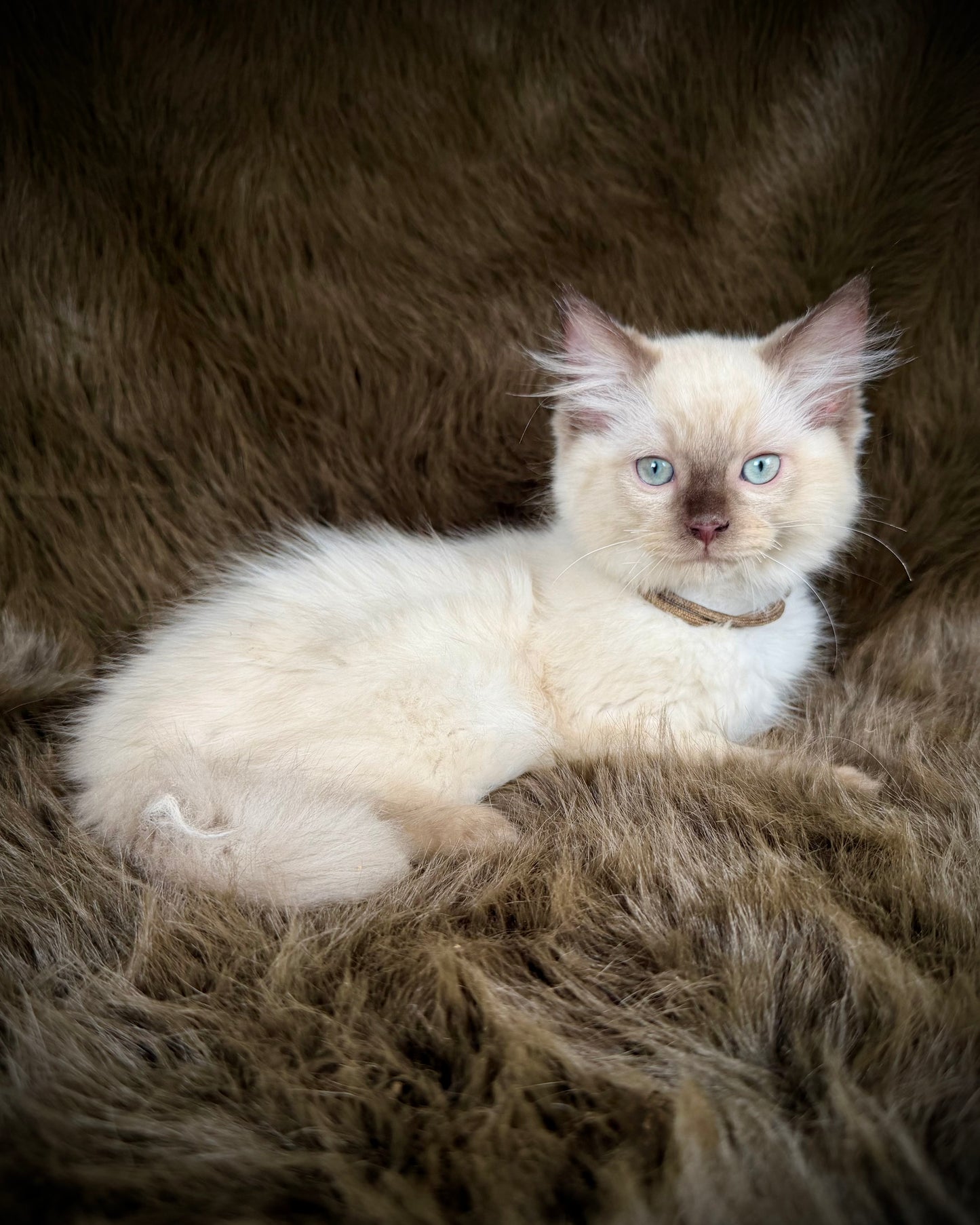 Udon - MALE  - chocolate mink