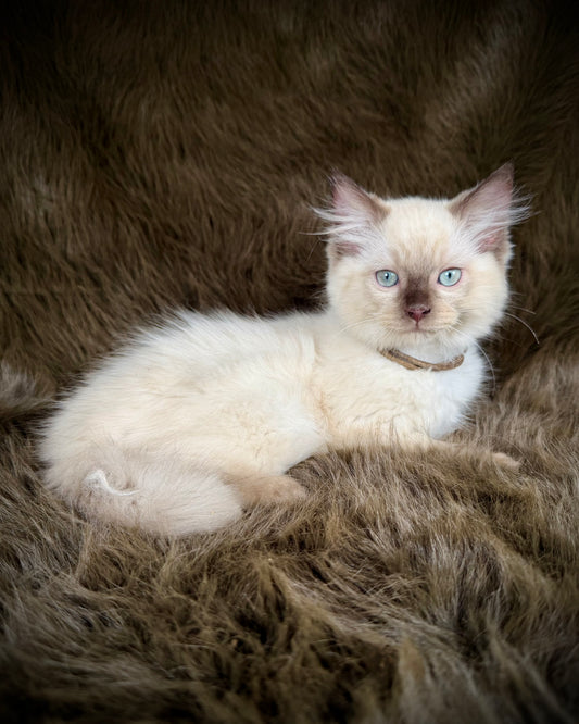 Udon - MALE  - chocolate mink