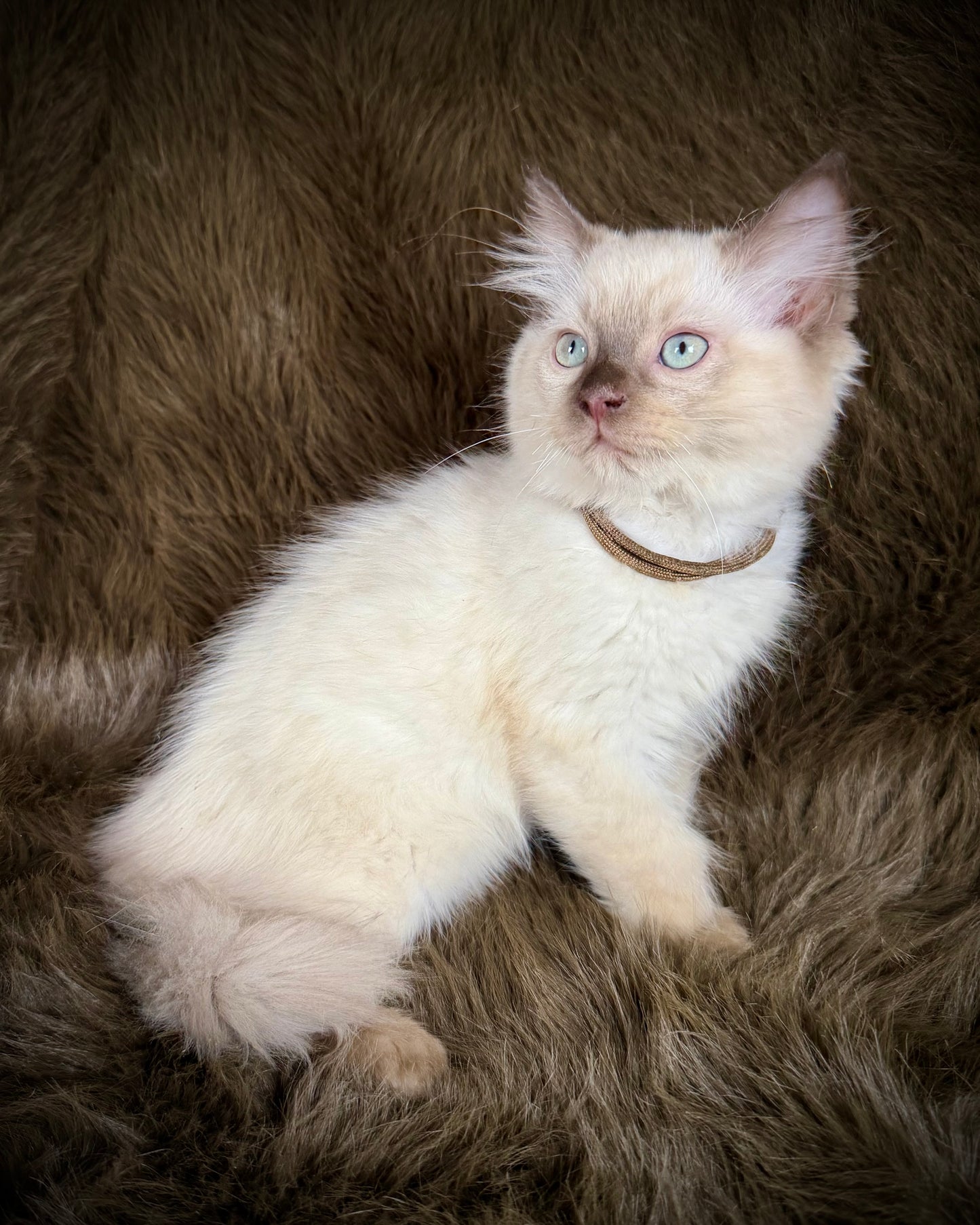 Udon - MALE  - chocolate mink