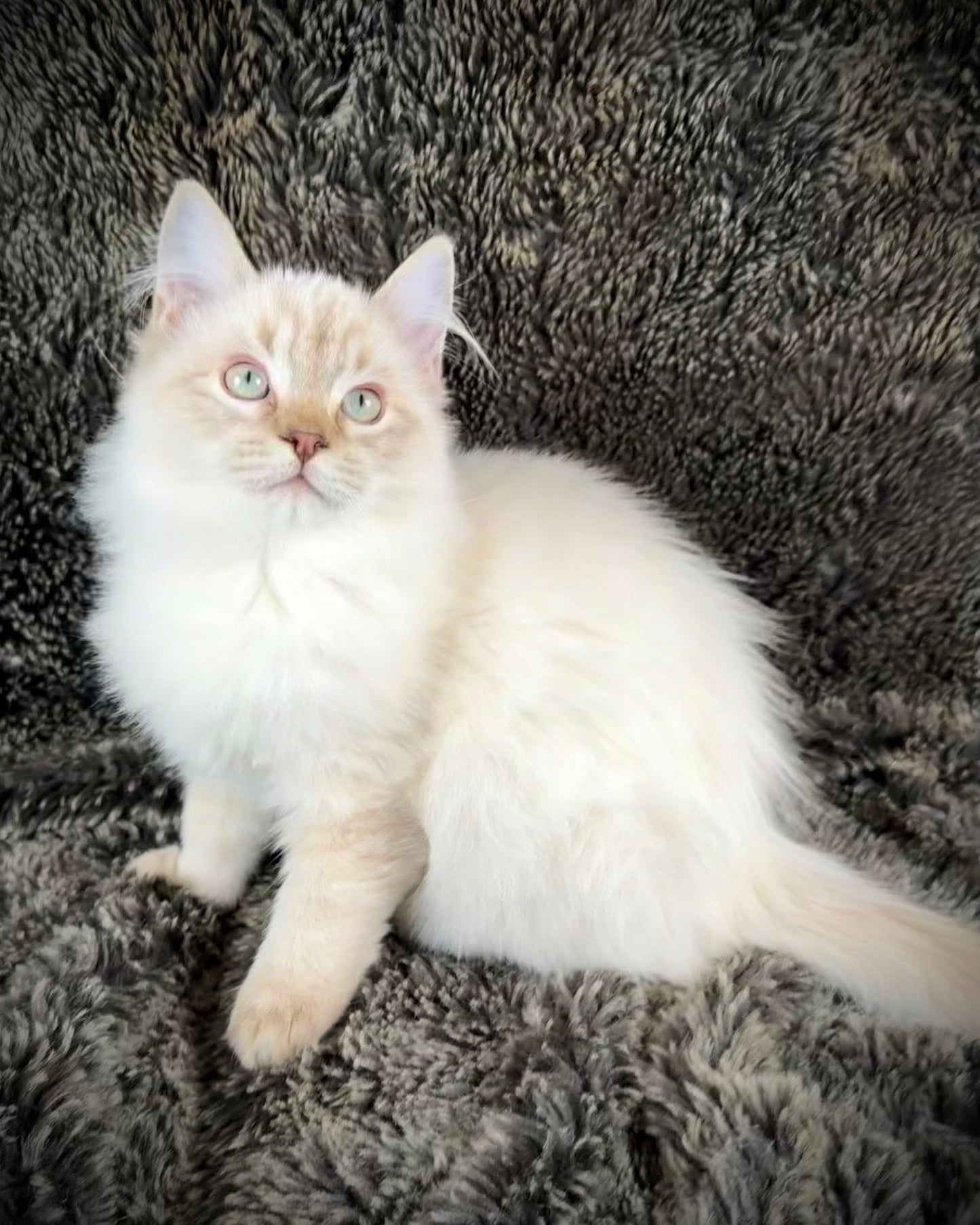 Banzai - Chocolate Lynx - MALE - AVAILABLE 10/25/25
