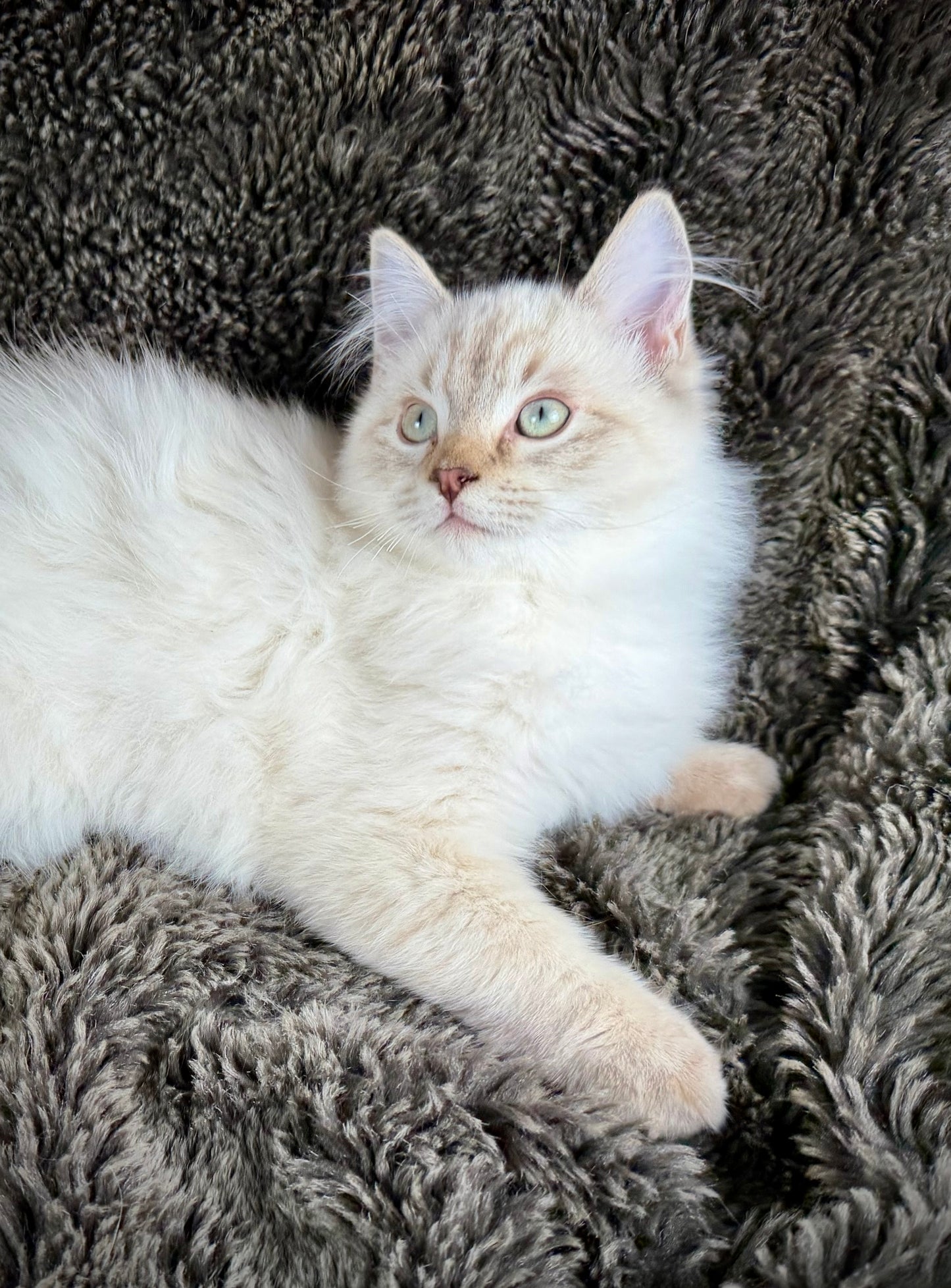 Banzai - Chocolate Lynx - MALE - AVAILABLE 10/25/25