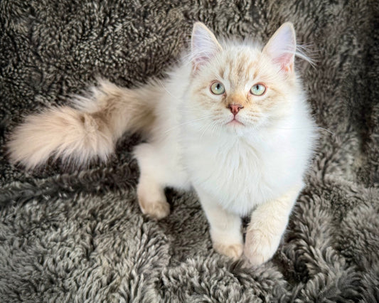 Banzai - Chocolate Lynx - MALE - AVAILABLE 10/25/25