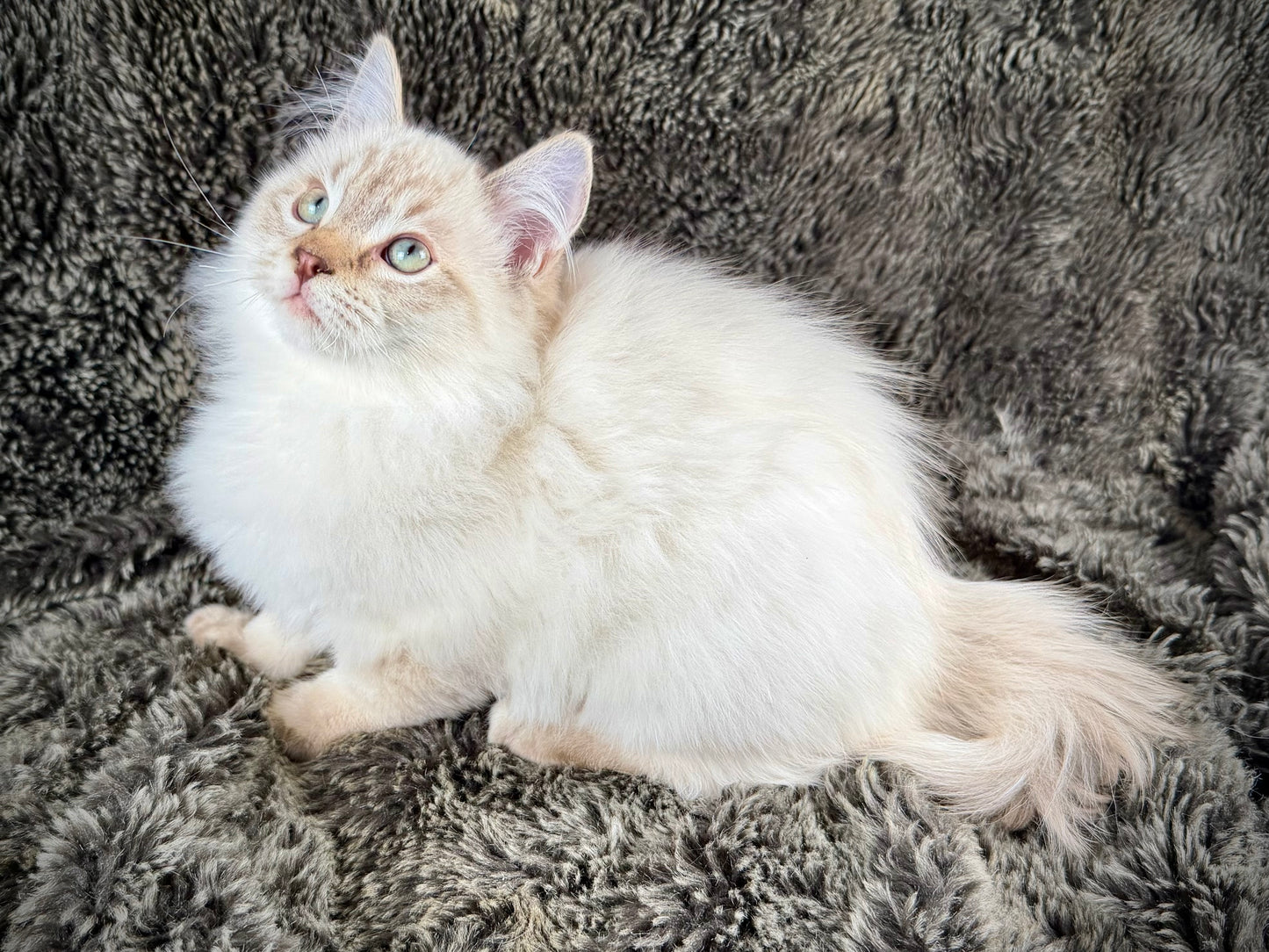 Banzai - Chocolate Lynx - MALE - AVAILABLE 10/25/25