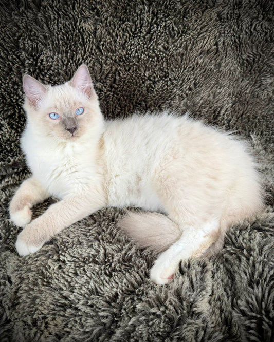 Gravy Traditional Blue Point mitted - MALE - AVAILABLE 11/4/2025