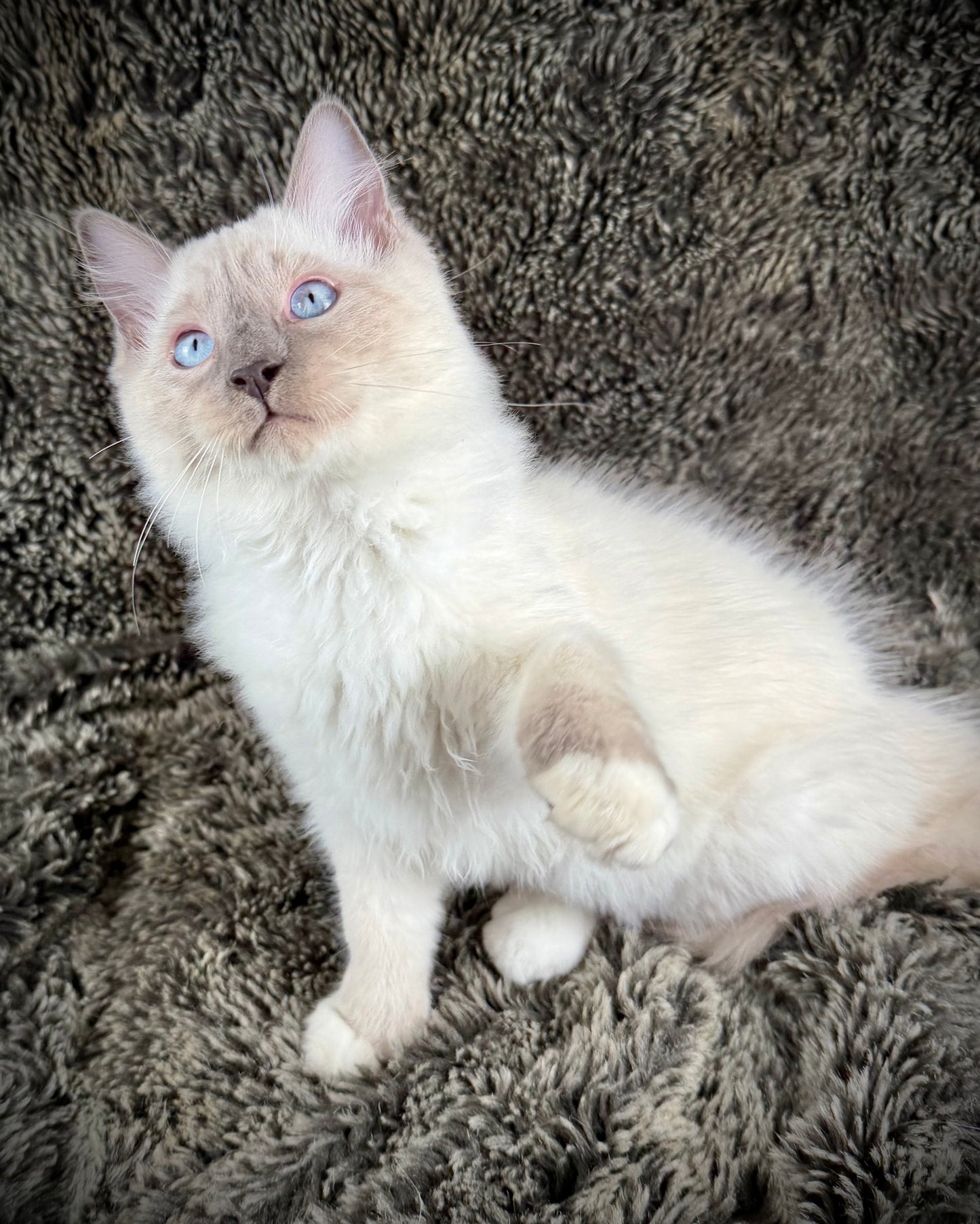 Gravy Traditional Blue Point mitted - MALE - AVAILABLE 11/4/2025