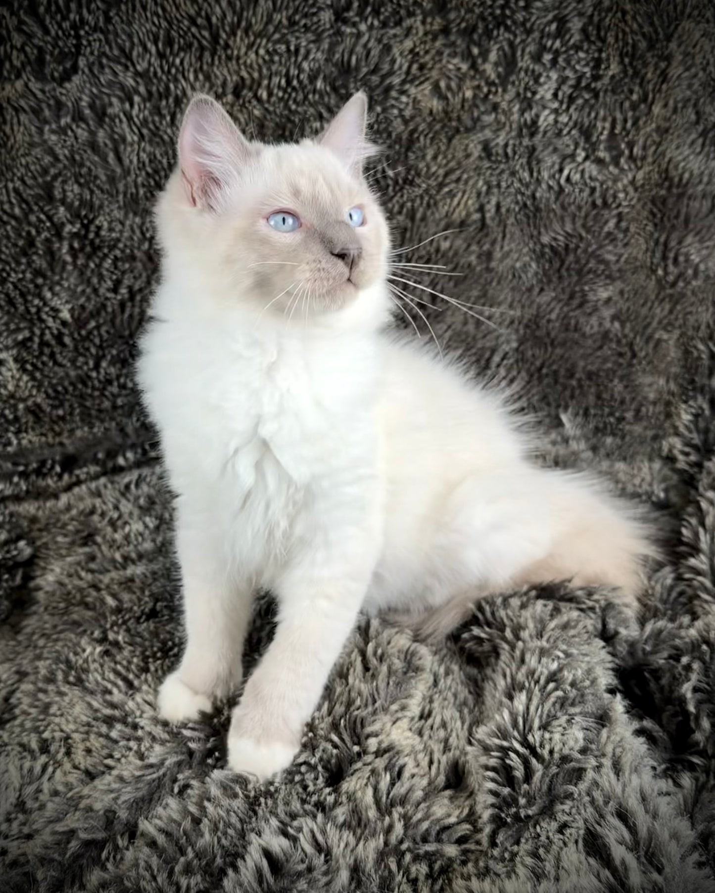 Gravy Traditional Blue Point mitted - MALE - AVAILABLE 11/4/2025