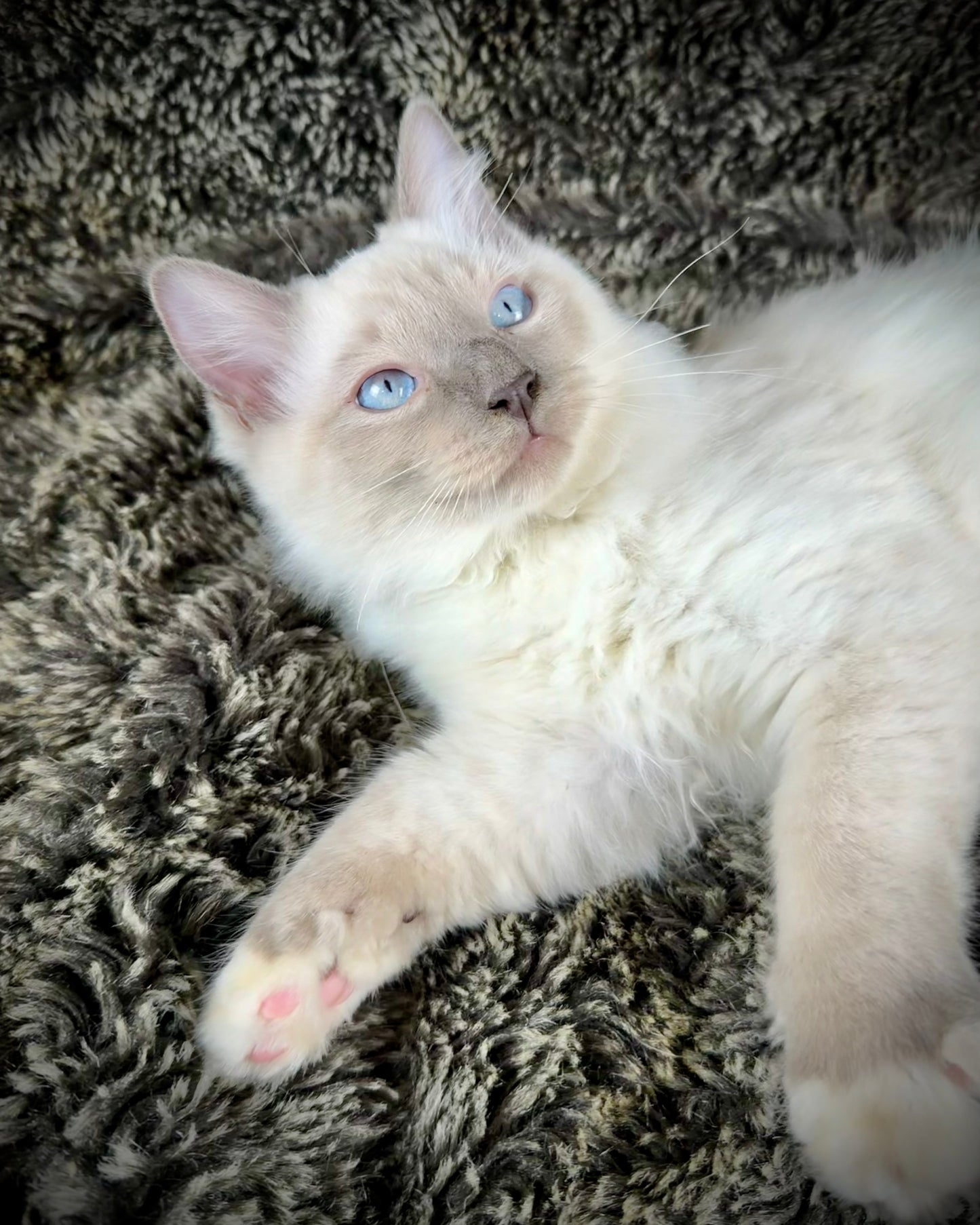 Gravy Traditional Blue Point mitted - MALE - AVAILABLE 11/4/2025