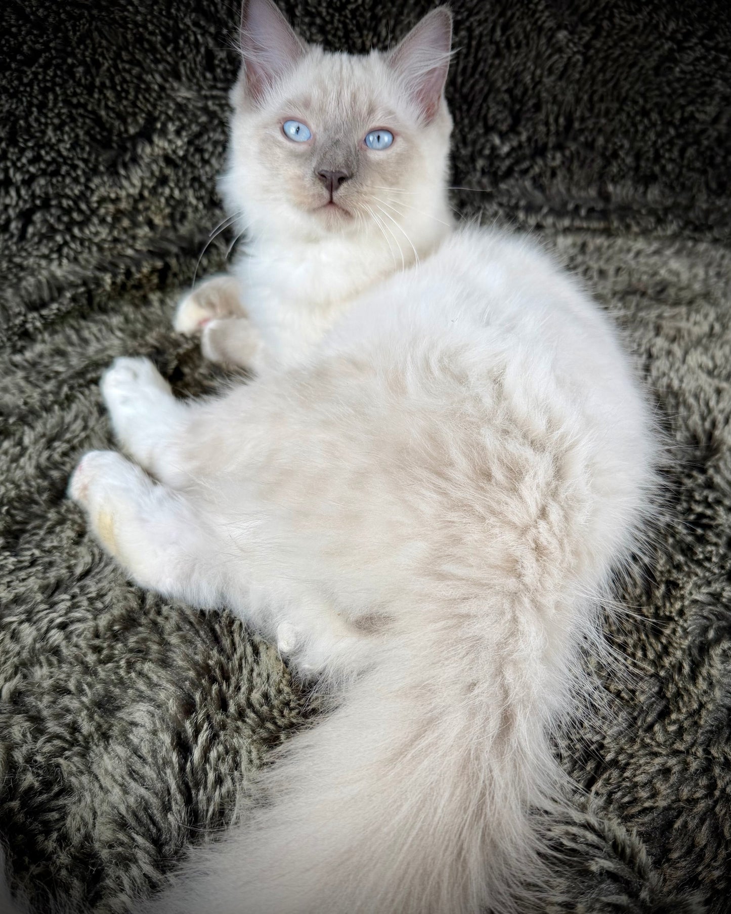Gravy Traditional Blue Point mitted - MALE - AVAILABLE 11/4/2025