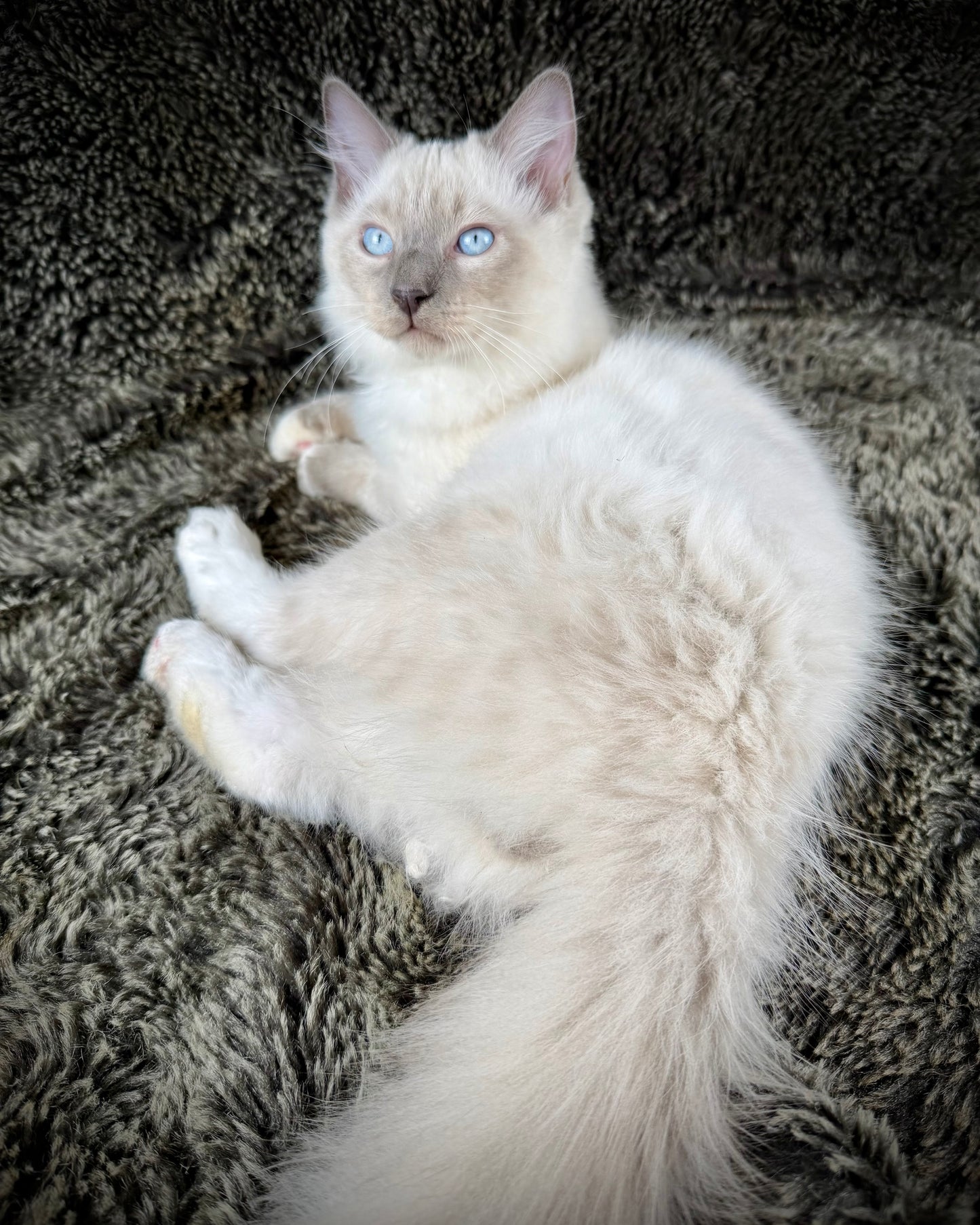 Gravy Traditional Blue Point mitted - MALE - AVAILABLE 11/4/2025