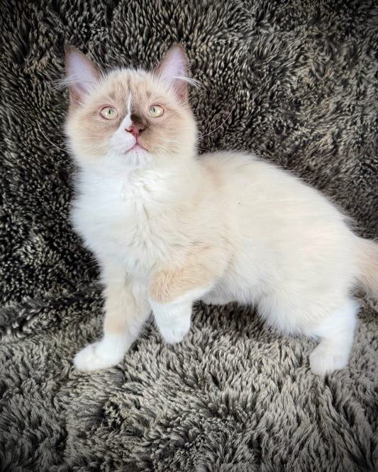 Akira  chocolate Mink mitted with an offset blaze -MALE - AVAILABLE 10/25/25