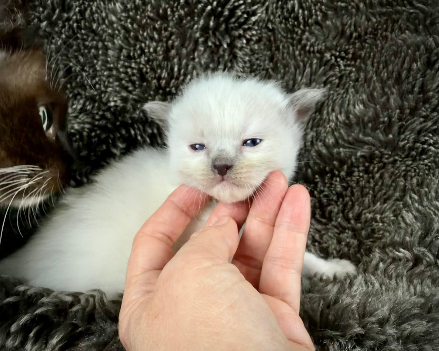 grasshopper -MALE - blue point mitted