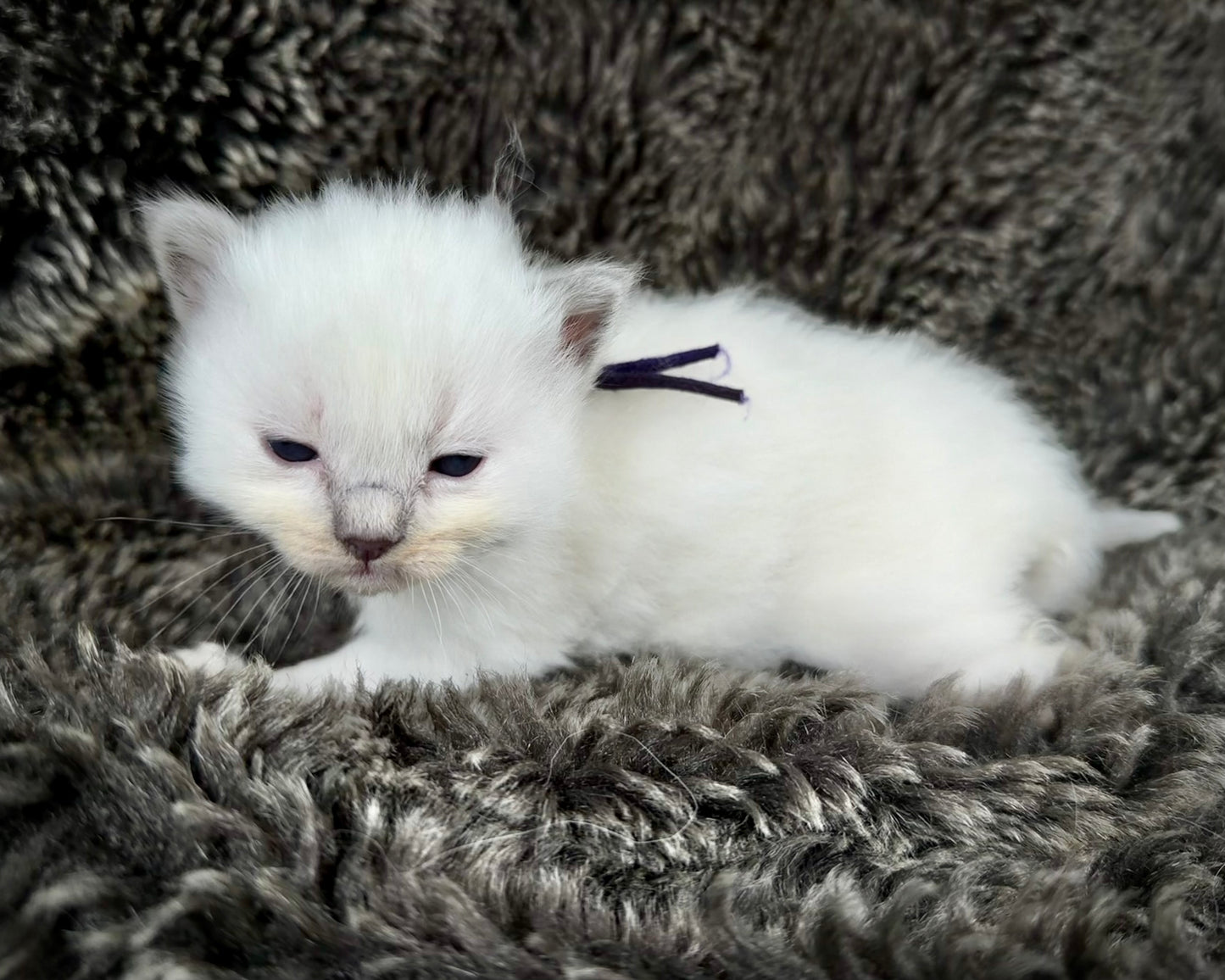 grasshopper -MALE - blue point mitted