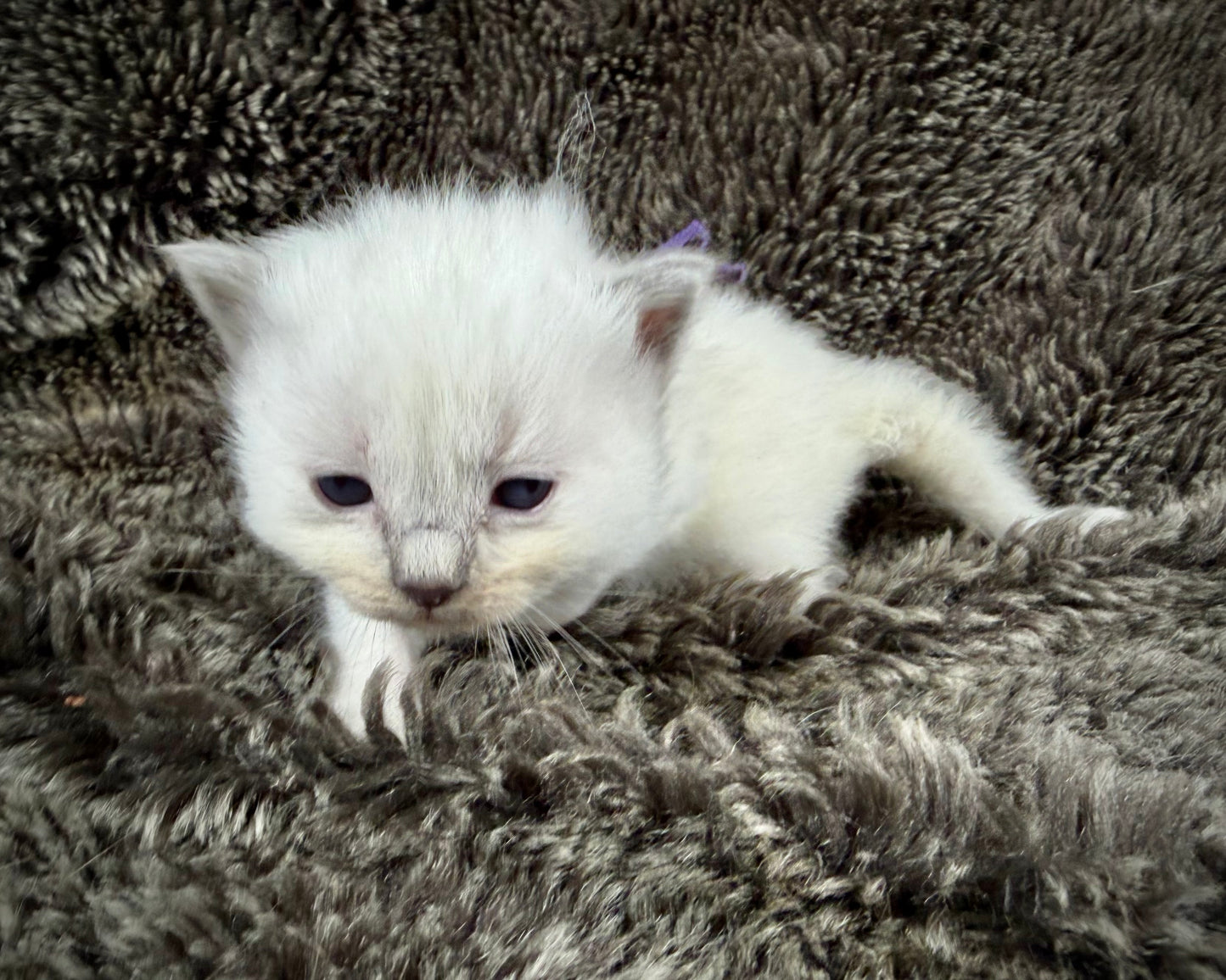 grasshopper -MALE - blue point mitted