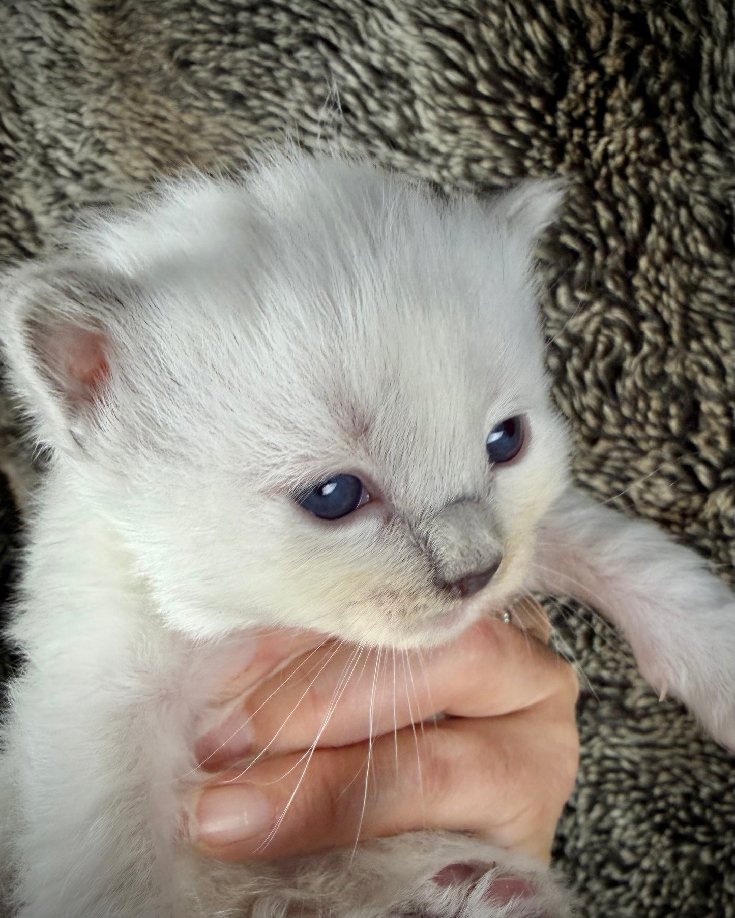 grasshopper -MALE - blue point mitted