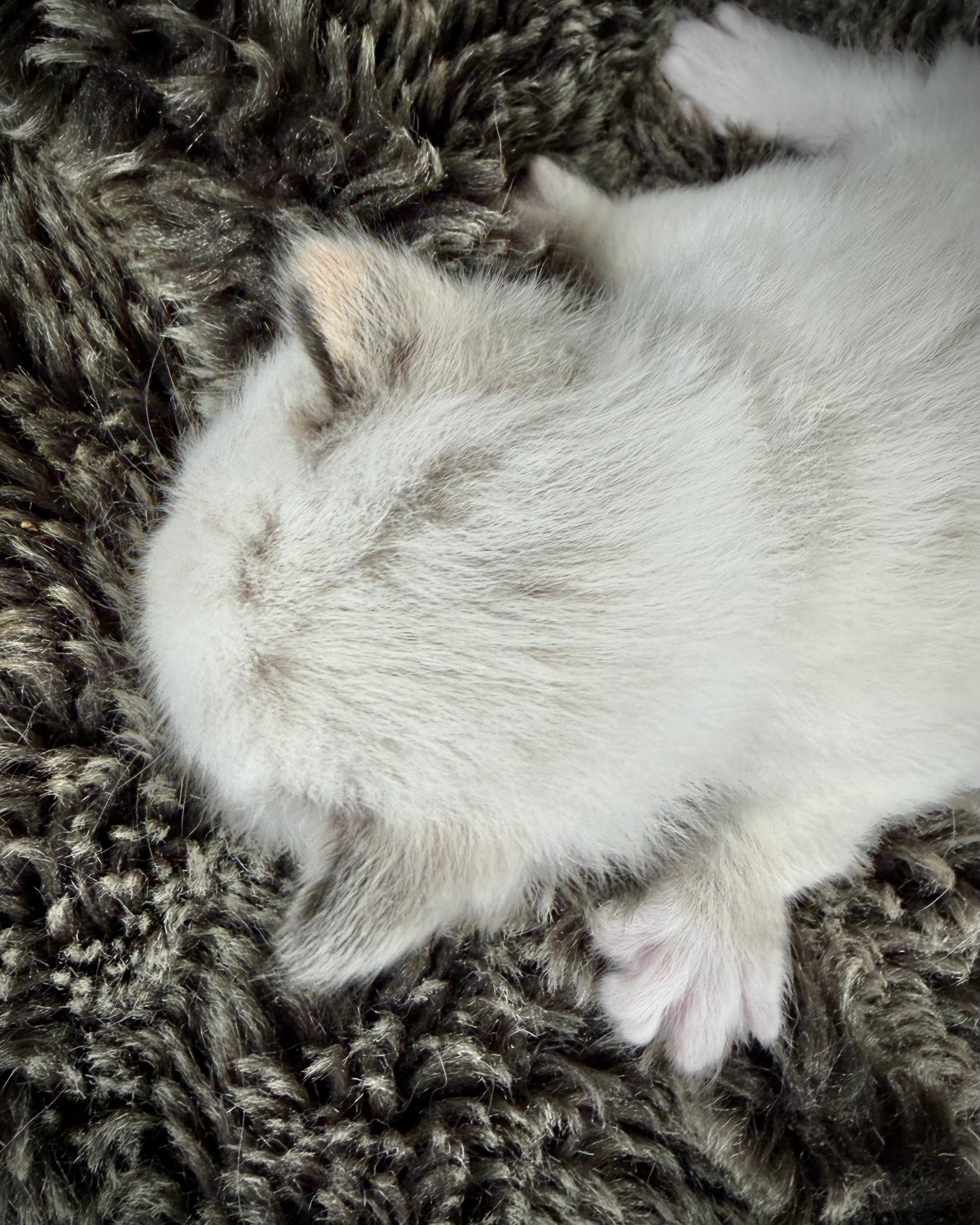 Damselfly - FEMALE - Seal Sepia Tortie