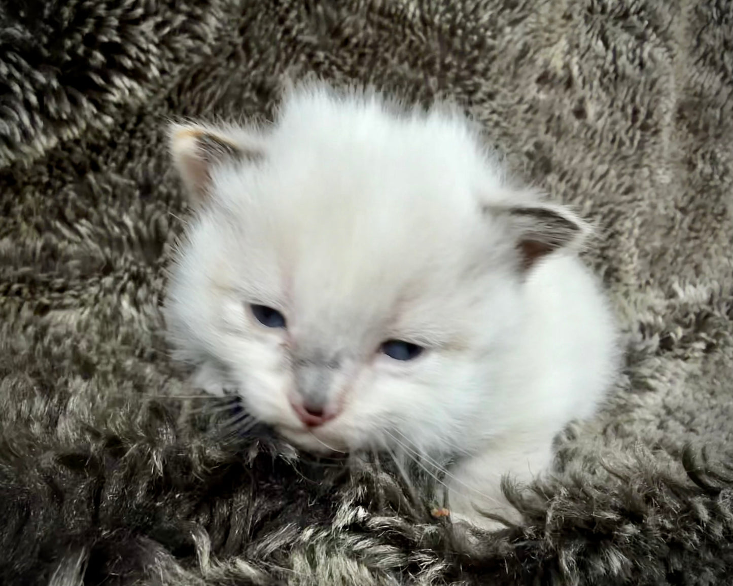 Damselfly - FEMALE - Seal Sepia Tortie
