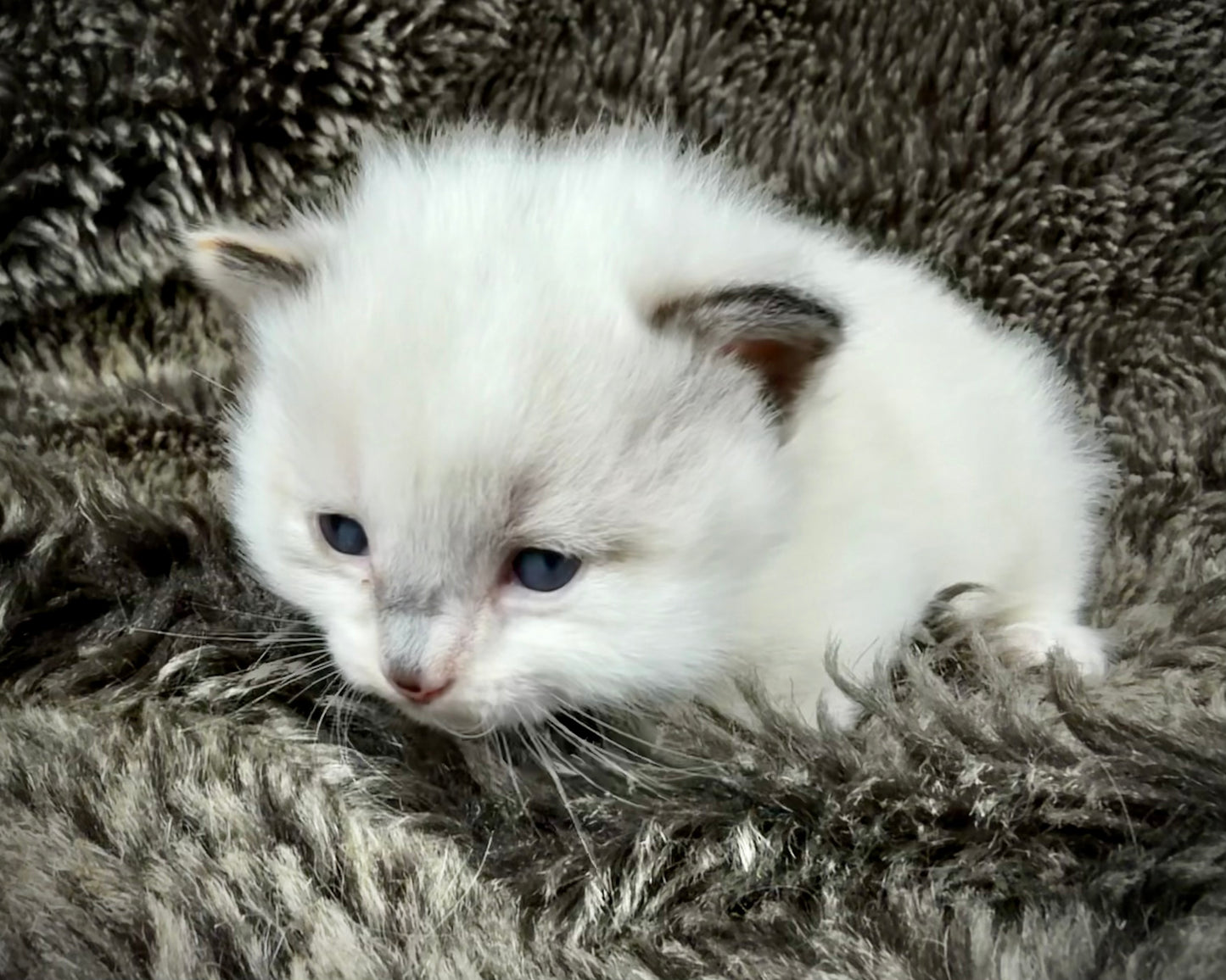 Damselfly - FEMALE - Seal Sepia Tortie