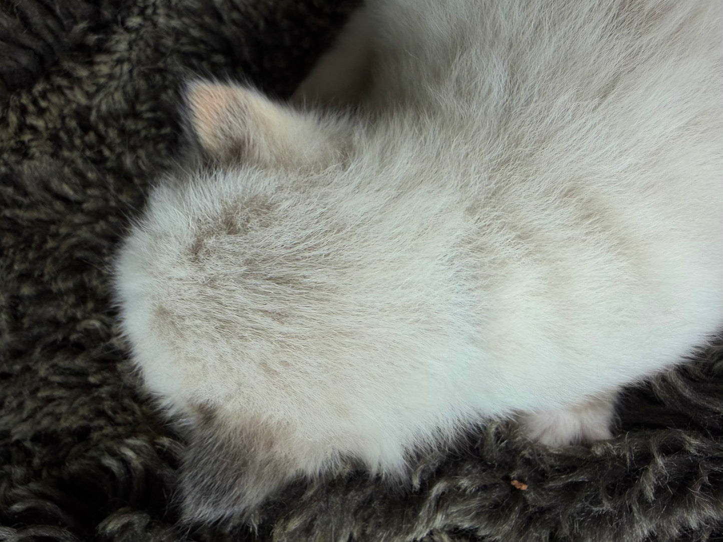 Damselfly - FEMALE - Seal Sepia Tortie