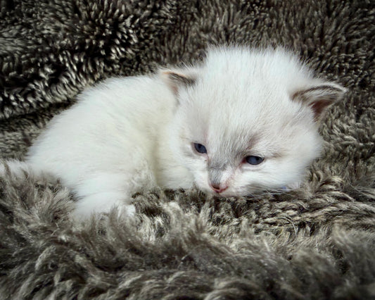 Damselfly - FEMALE - Seal Sepia Tortie
