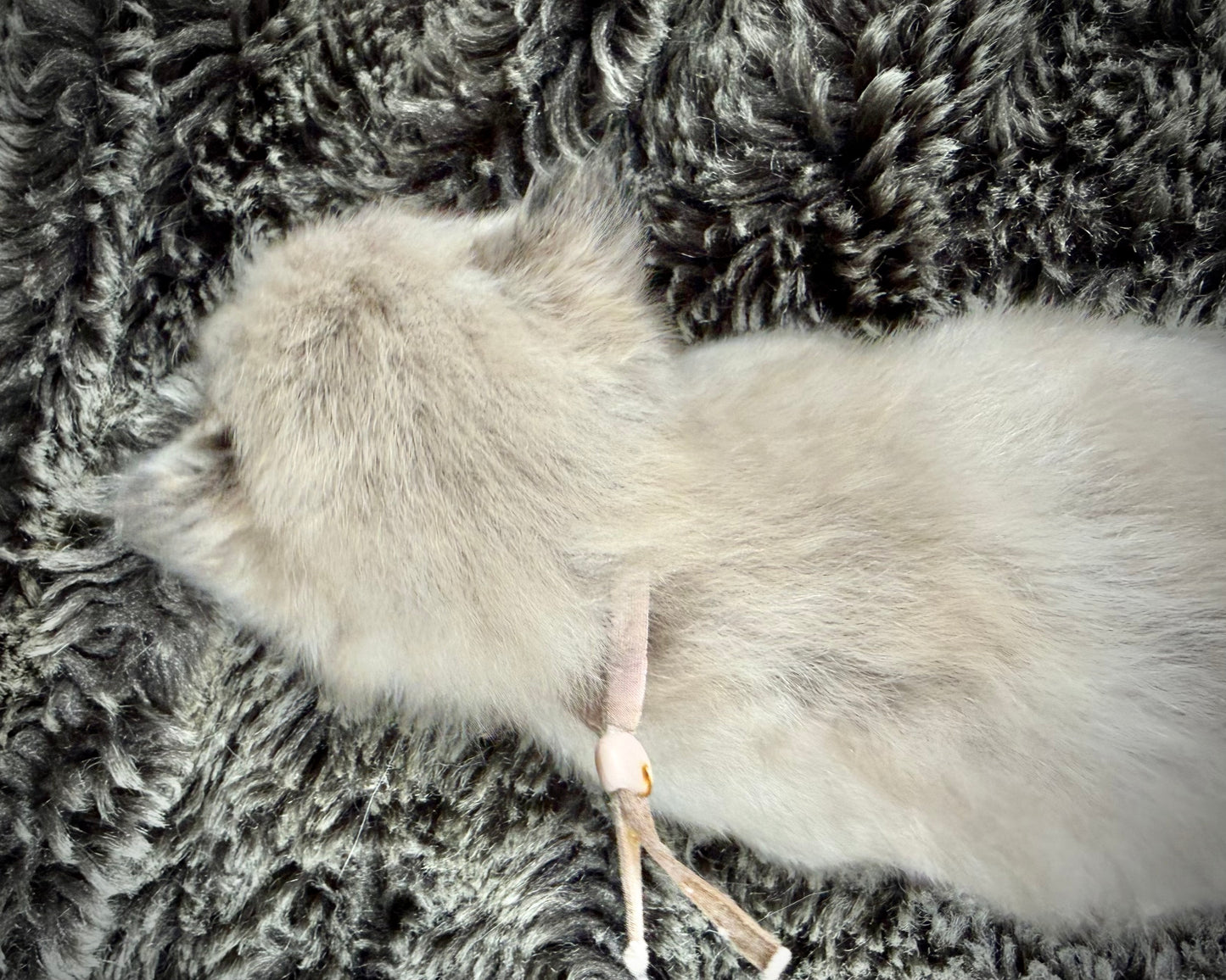 Ladybug  - FEMALE - Seal Sepia Tortie